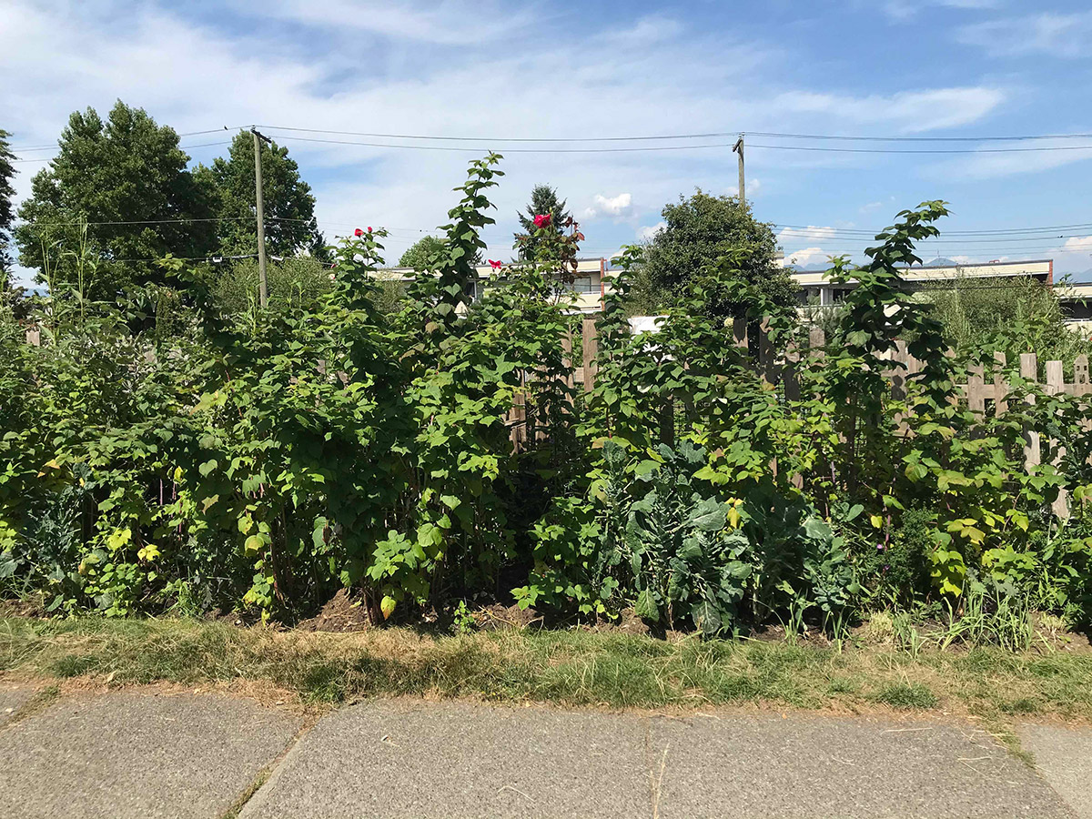 Raspberry bushes with brassica plants underneath on the outside of a garden fence, next to the sidewalk