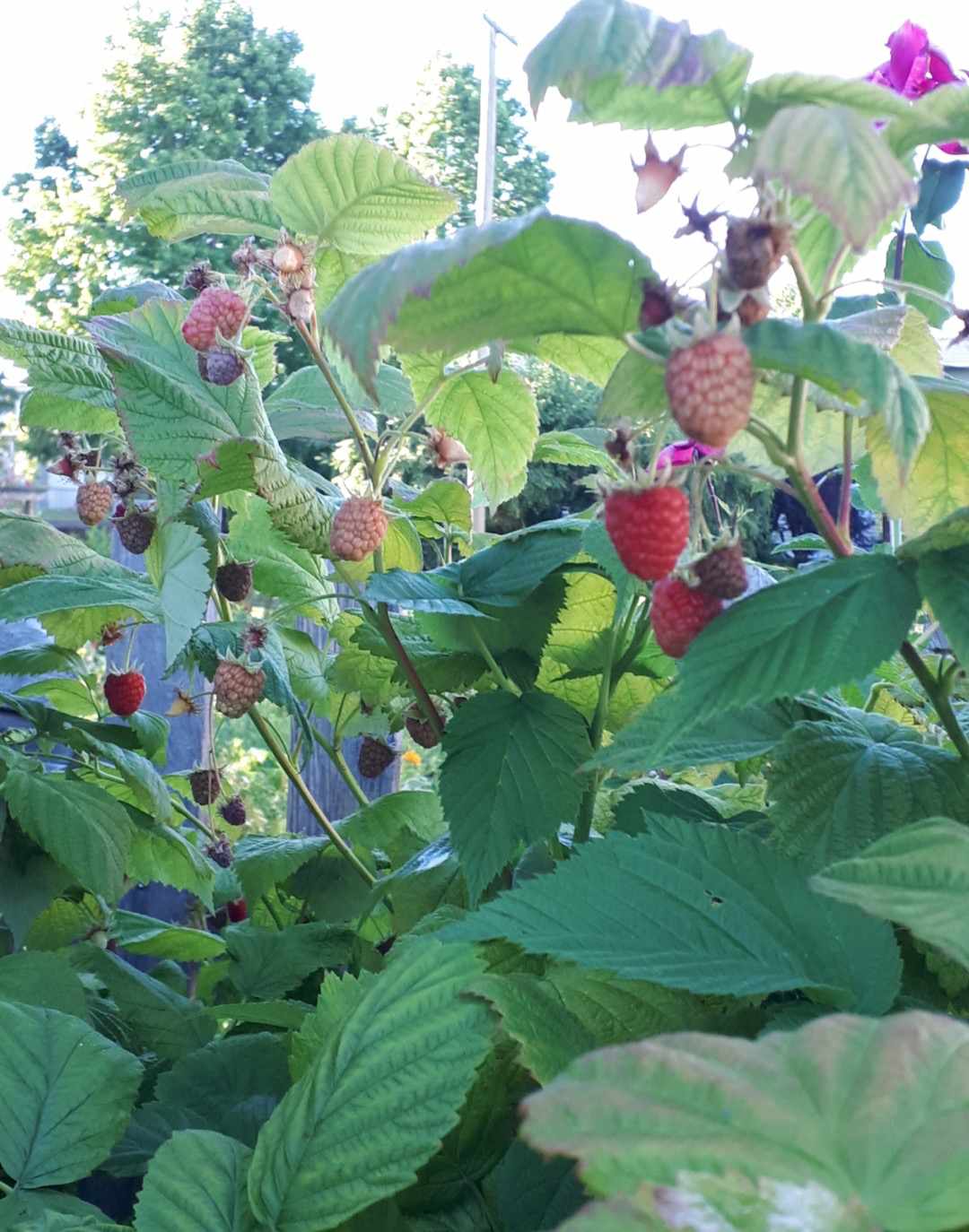 closeup of raspberry bushes with ripe and unripe berries