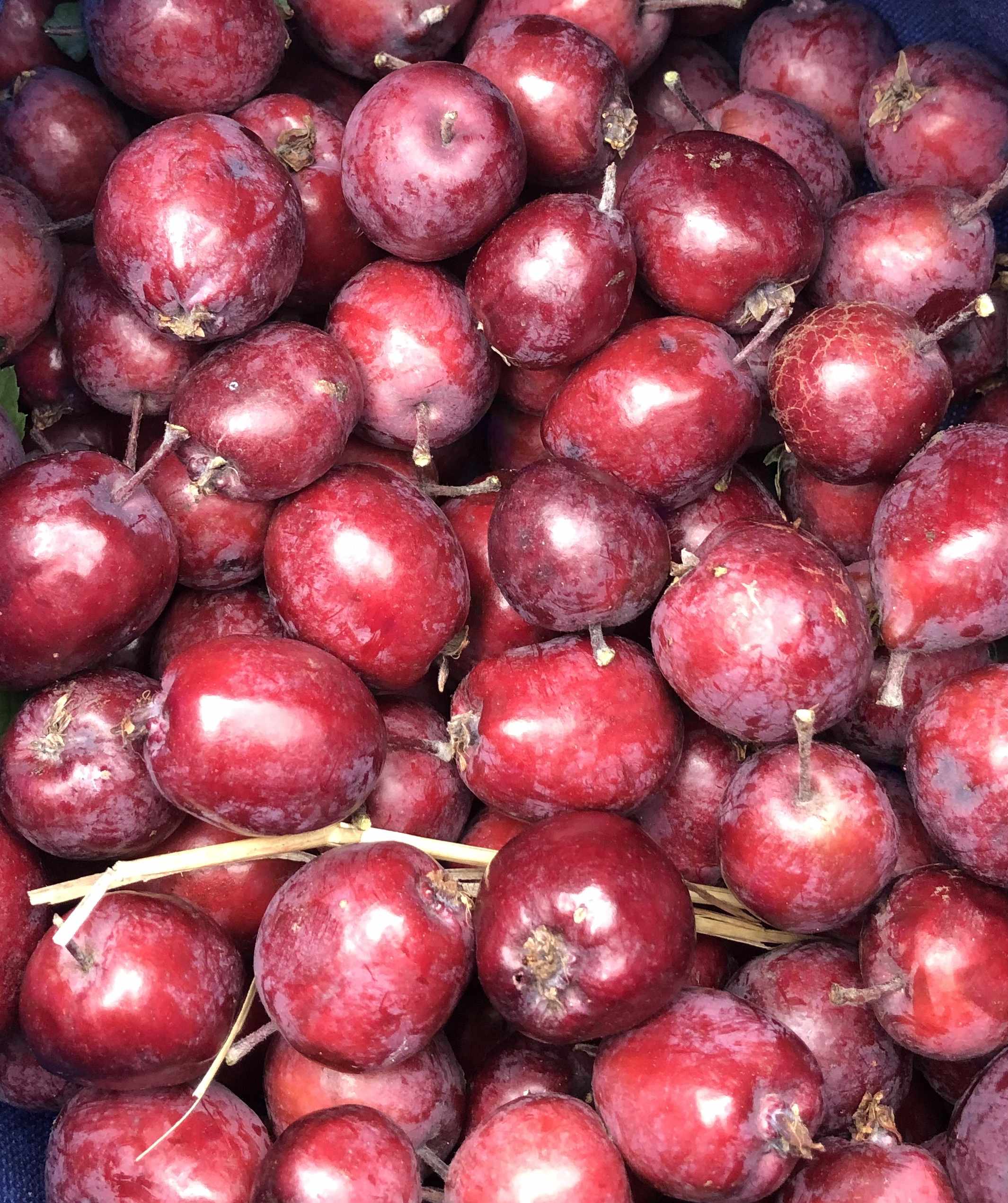 A close up image of crab apples picked at elisabeth rogers community garden. They are sour and excellent for making jelly