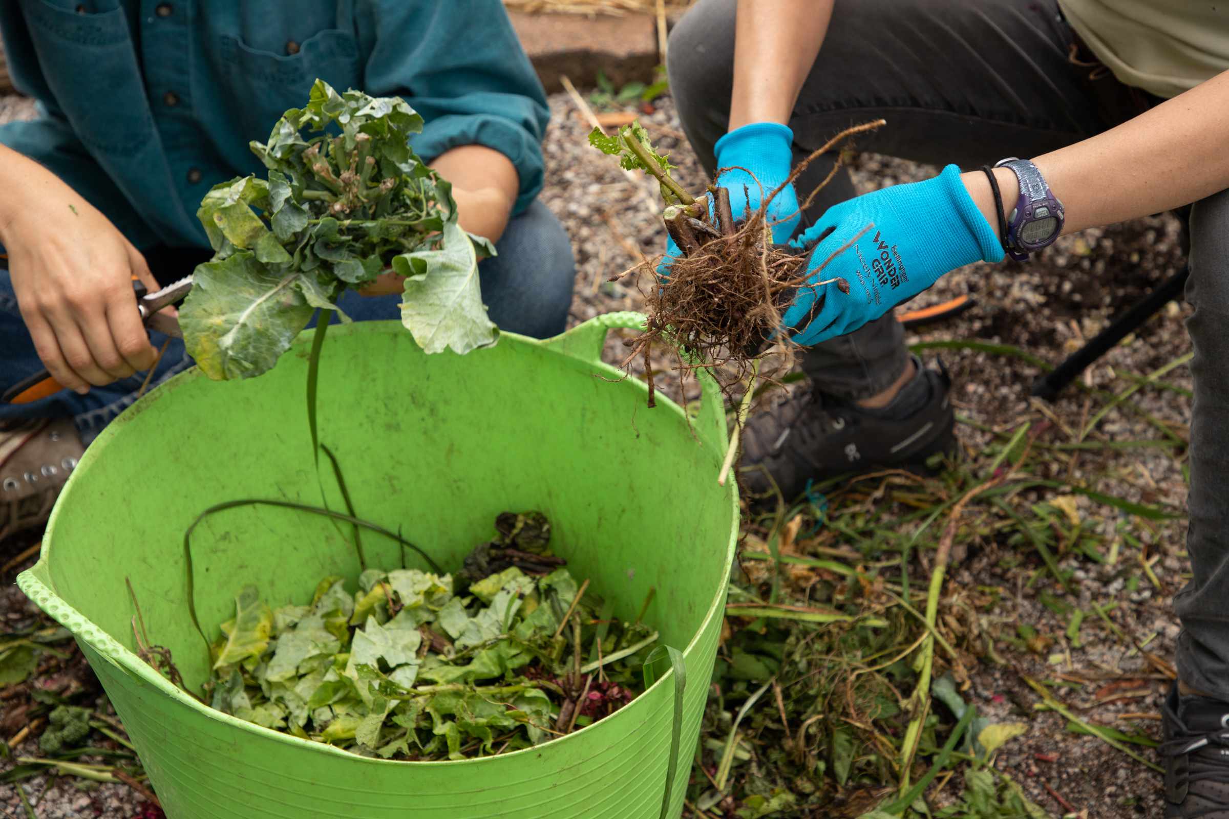 two people crouch in front of a bucket full of compost, both holding plants in their hands. one is wearing gloves, the other is holding shears in adition to a plant