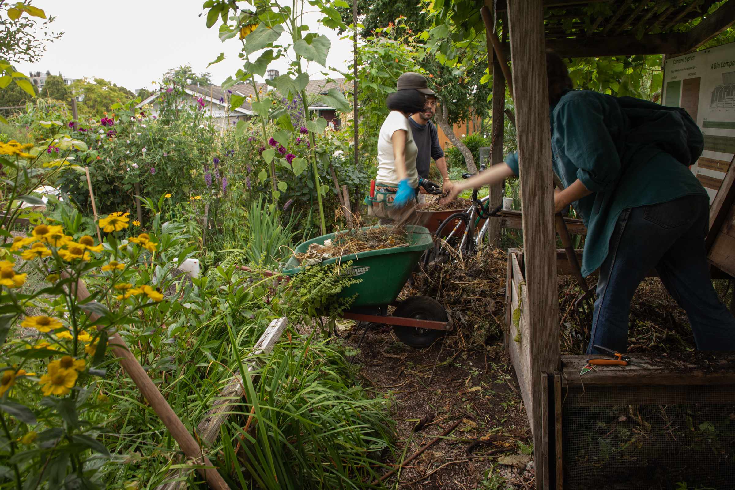 A photo taken from the inside of the compast section of the garden, various gardeners hold wheel barrows full of compost