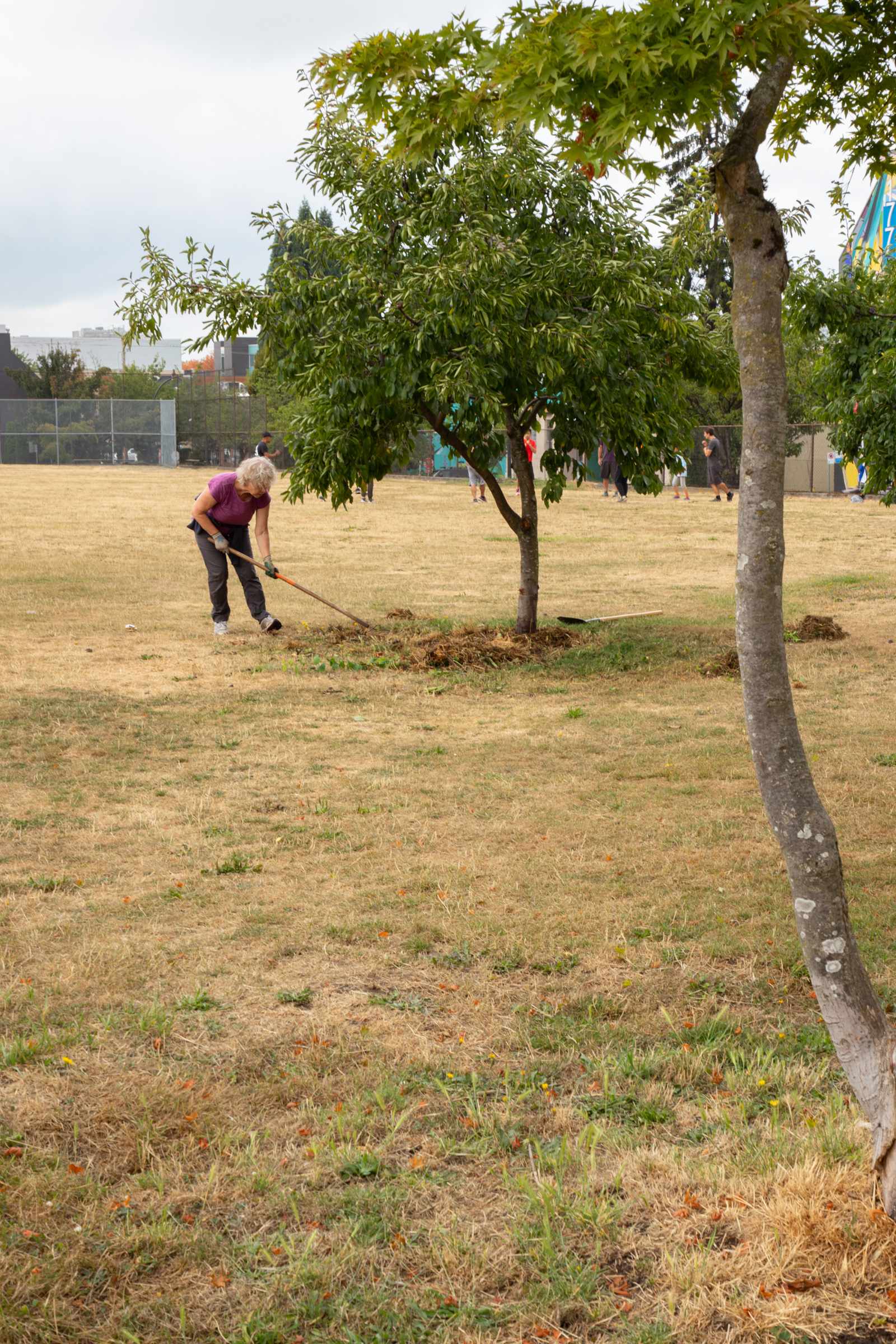 a person raking the dirt around a tree outisde of the elisabeth rogers community garden