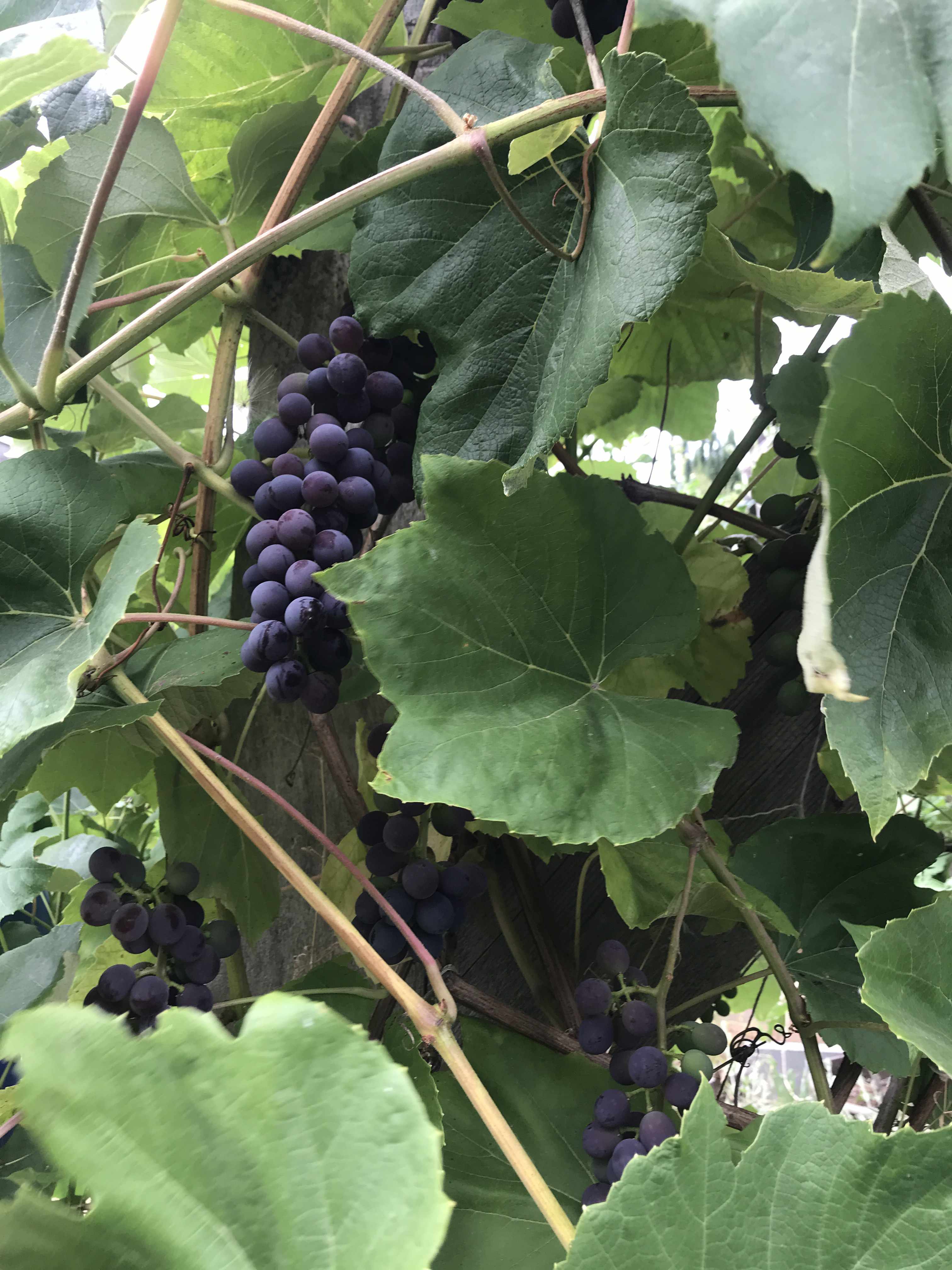 grape leaves and a big bunch of grapes growing in the garden
