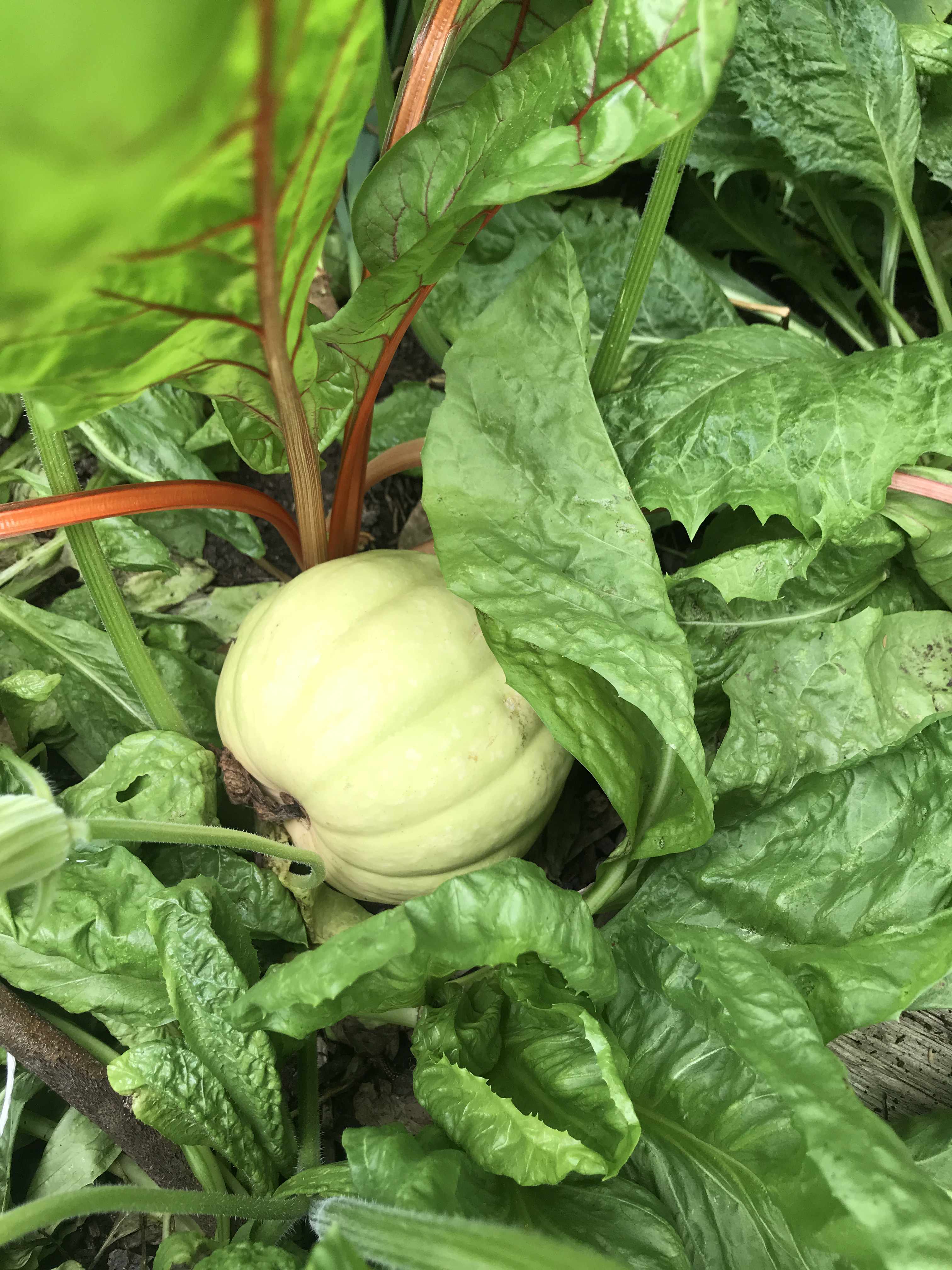 a squash frowing in between a bed of  swiss chard
