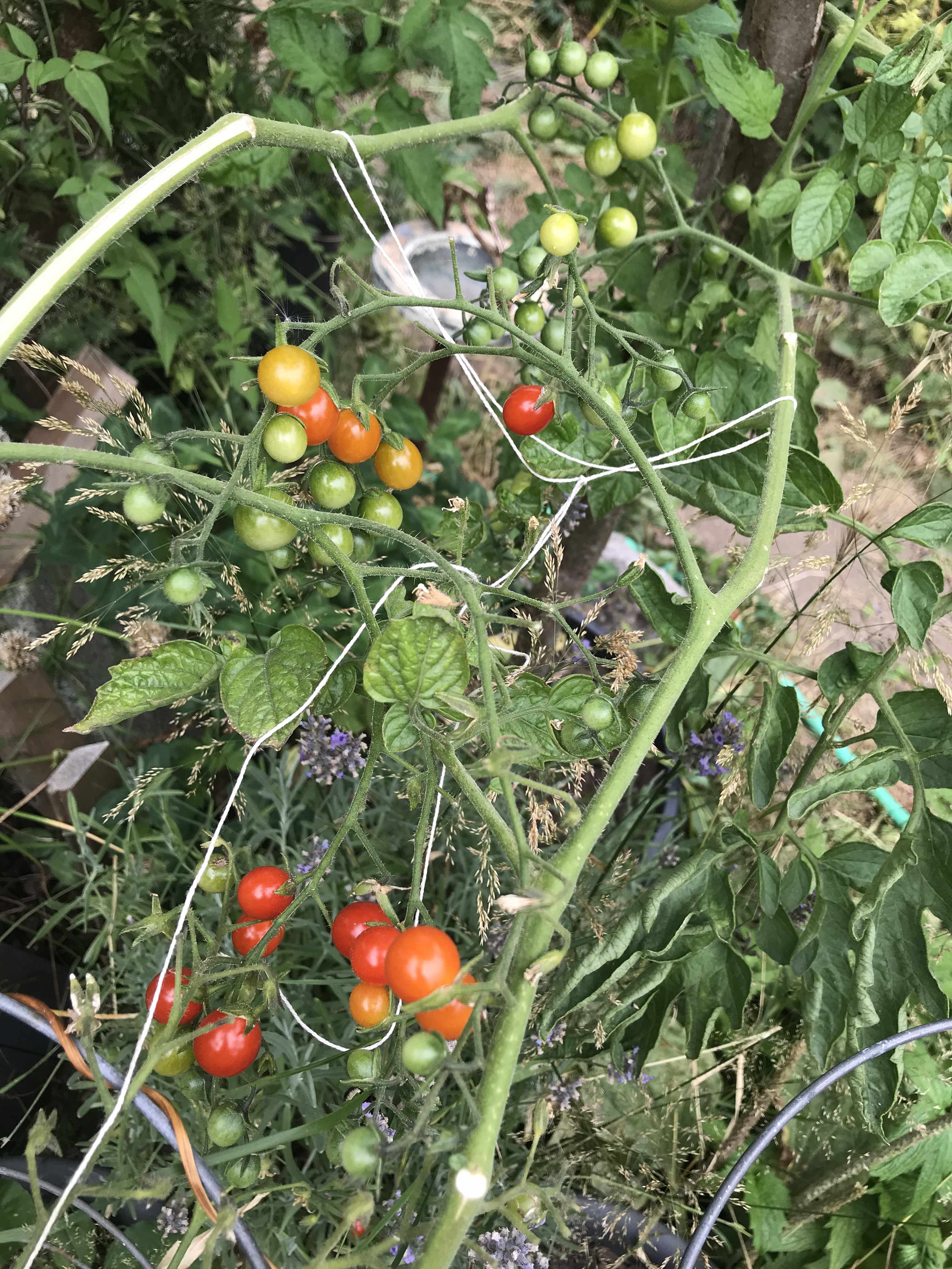 small tomatoes of various growth stages on a large vine