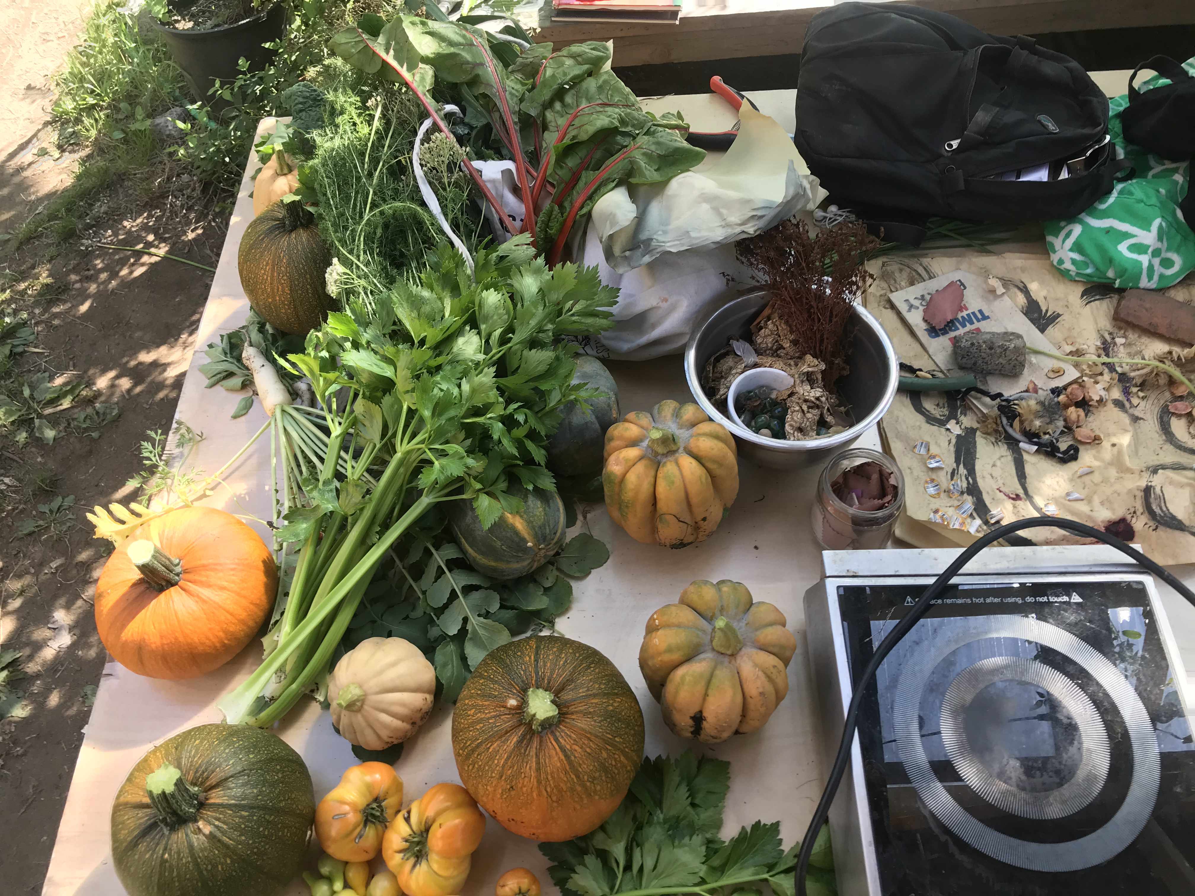 another photo of the tabletop with the vegatation harvested this year at the garde, showing a dozen pumpkins in various sizes, none bigger than a basketball. Aslo visible is Derya's green shirt and black backpack as well as a bowl filled with fried seeds