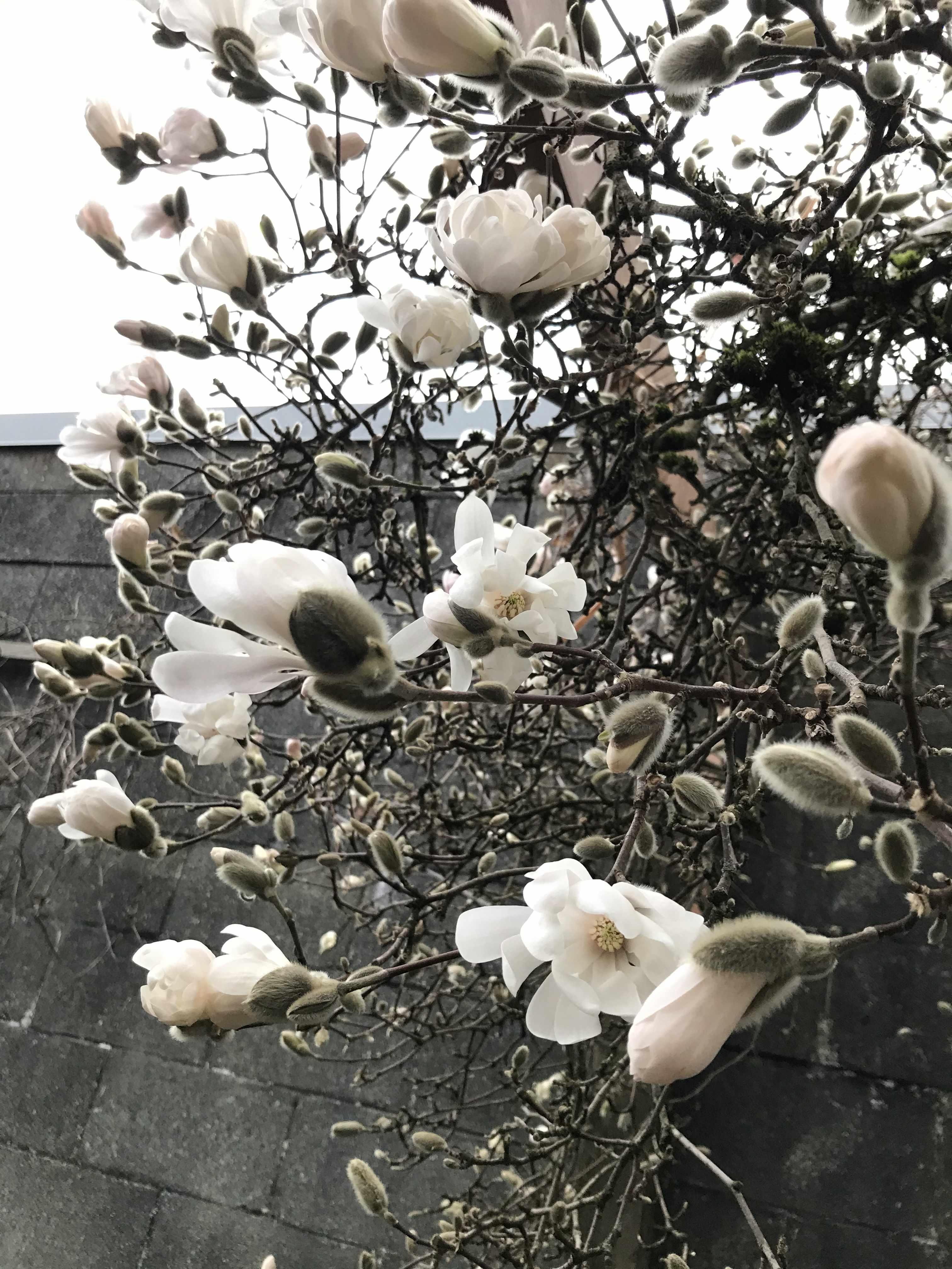 a closeup image of a magnolia tree named maggie in bloom nest to a concrete wall on an overcast day
