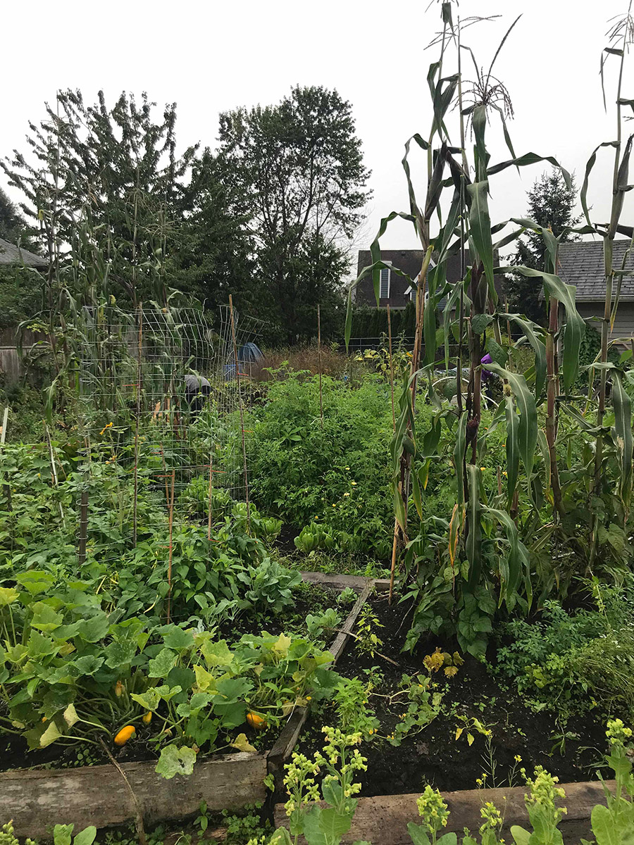 A large six foot stalk of corn surrounded by other plants on an overcast day