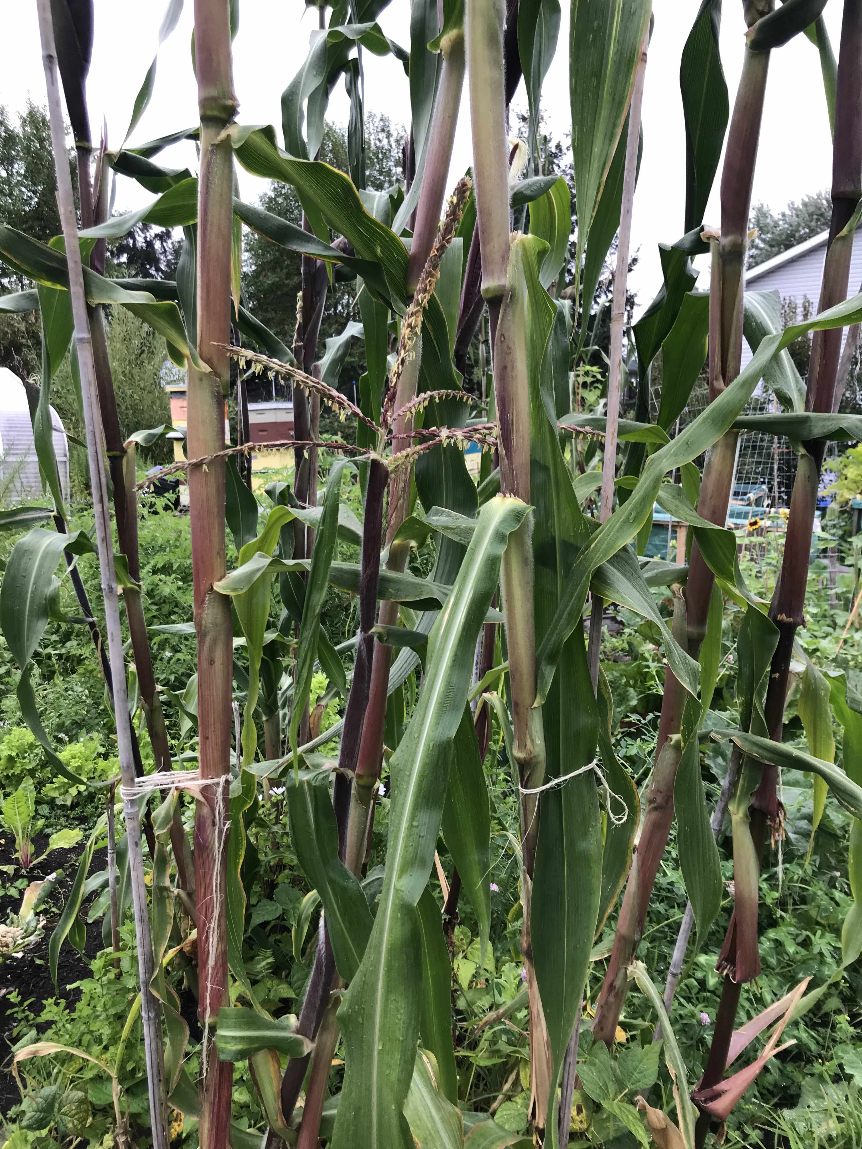 A closeup image of corn stalks