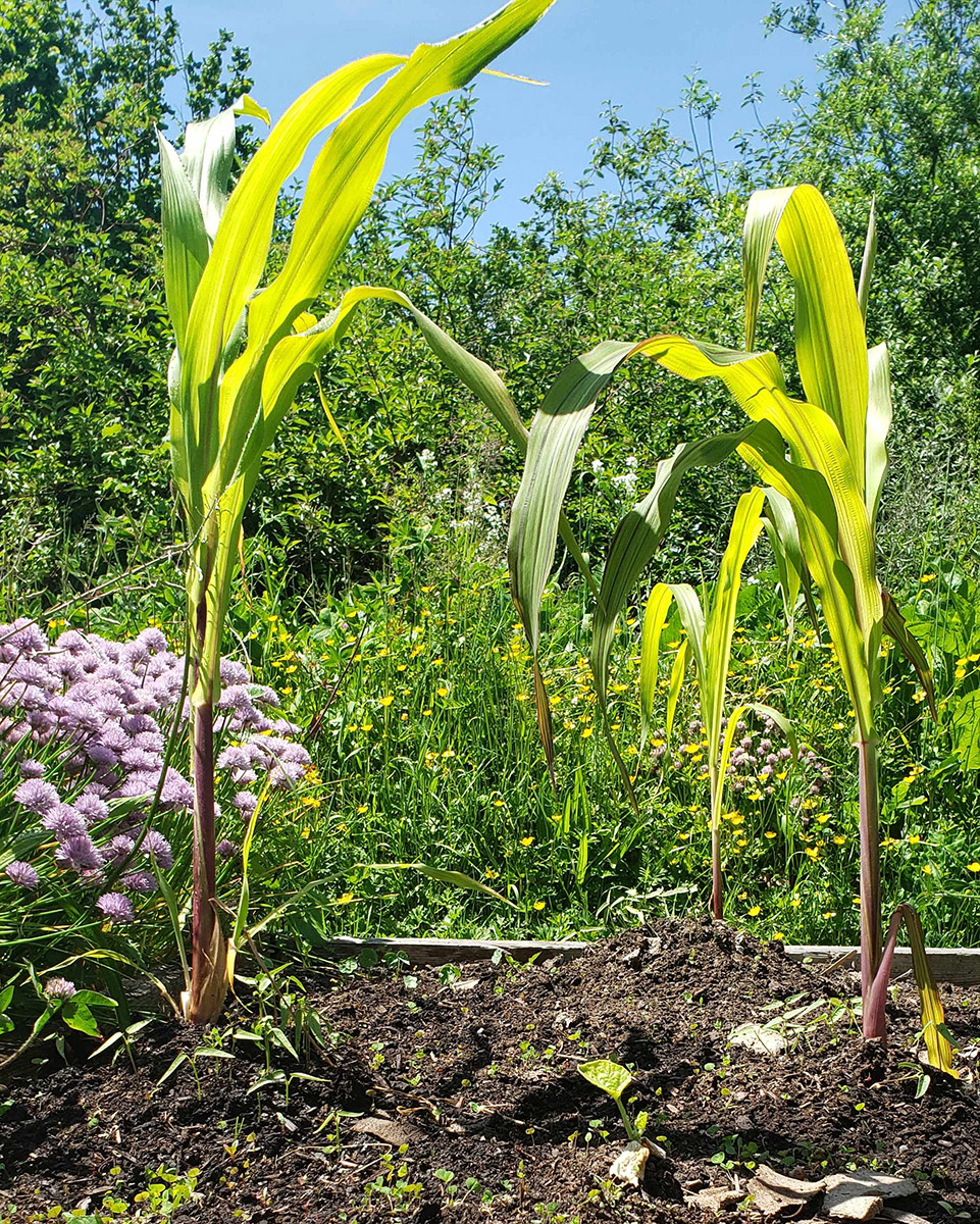 a photo of corn stalks growing in Harmony garden on a bright sunny day. There are three large stalks and one small one in the distance.