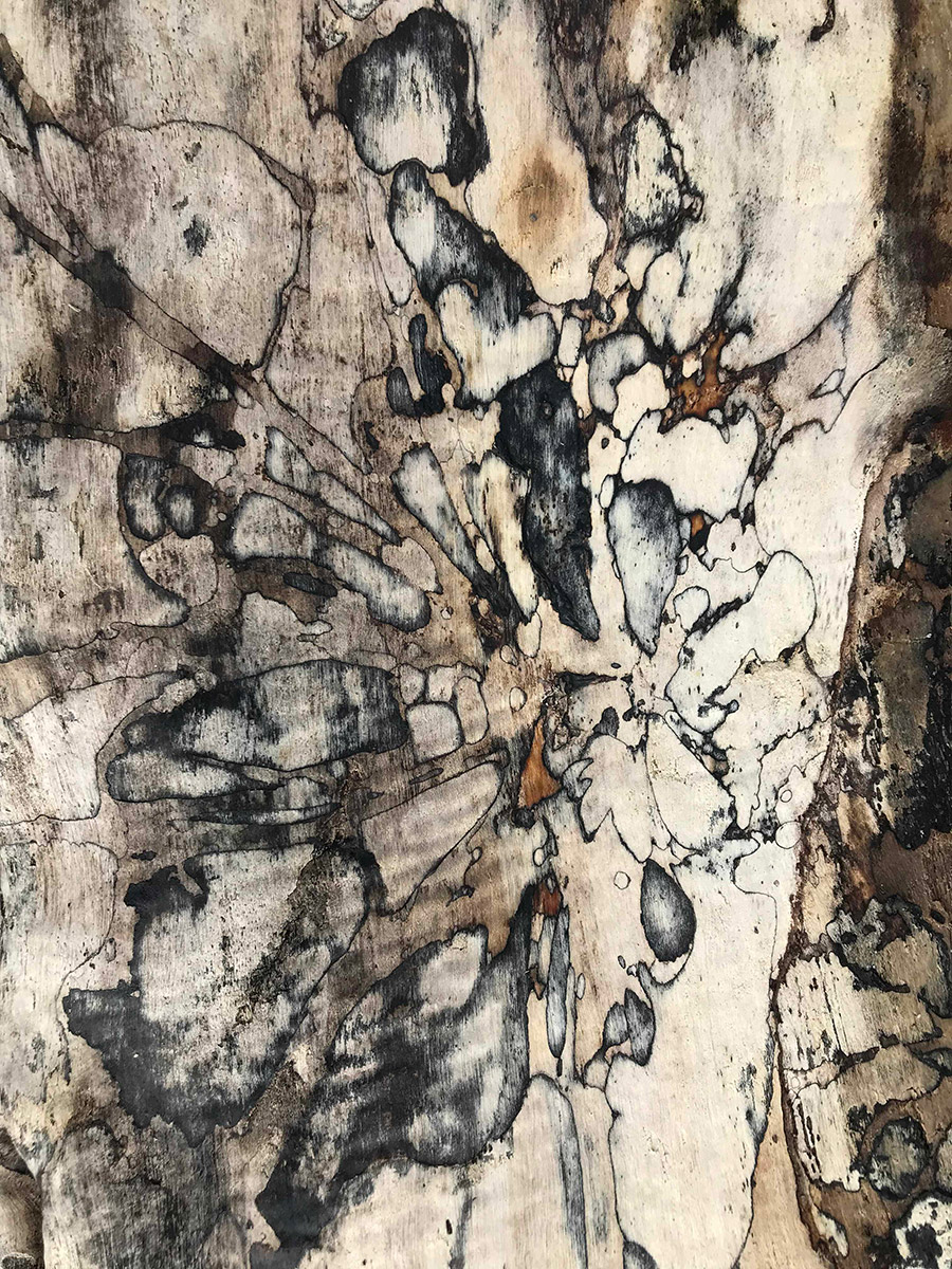 patterns of exposed bark in a piece of wood with clear and distinct outlines that apear to converge in the center as if something with immense weight fell in the center of a piece of suspended fabric