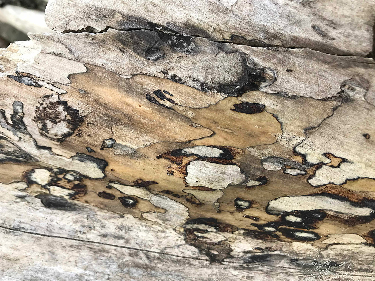 a peice of wood with layers of bark exposed in a random pattern