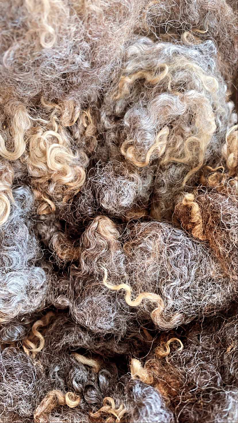 A closeup photo of animal hair, extremely curly, brownish hues and peppered with patches of more wirey course hairs
