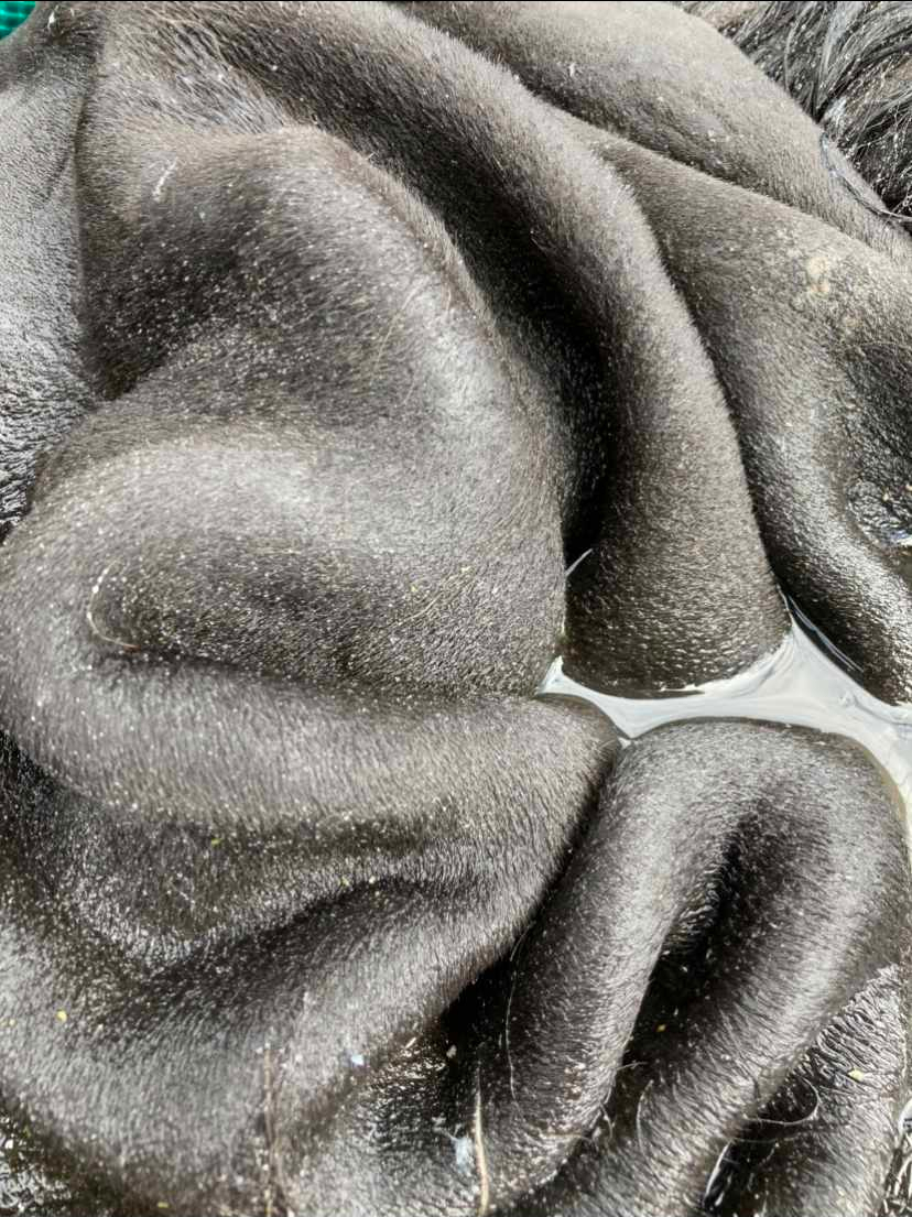 a close up of folds of skin covered in slate grey short hair that are removed from the body it was attached to
