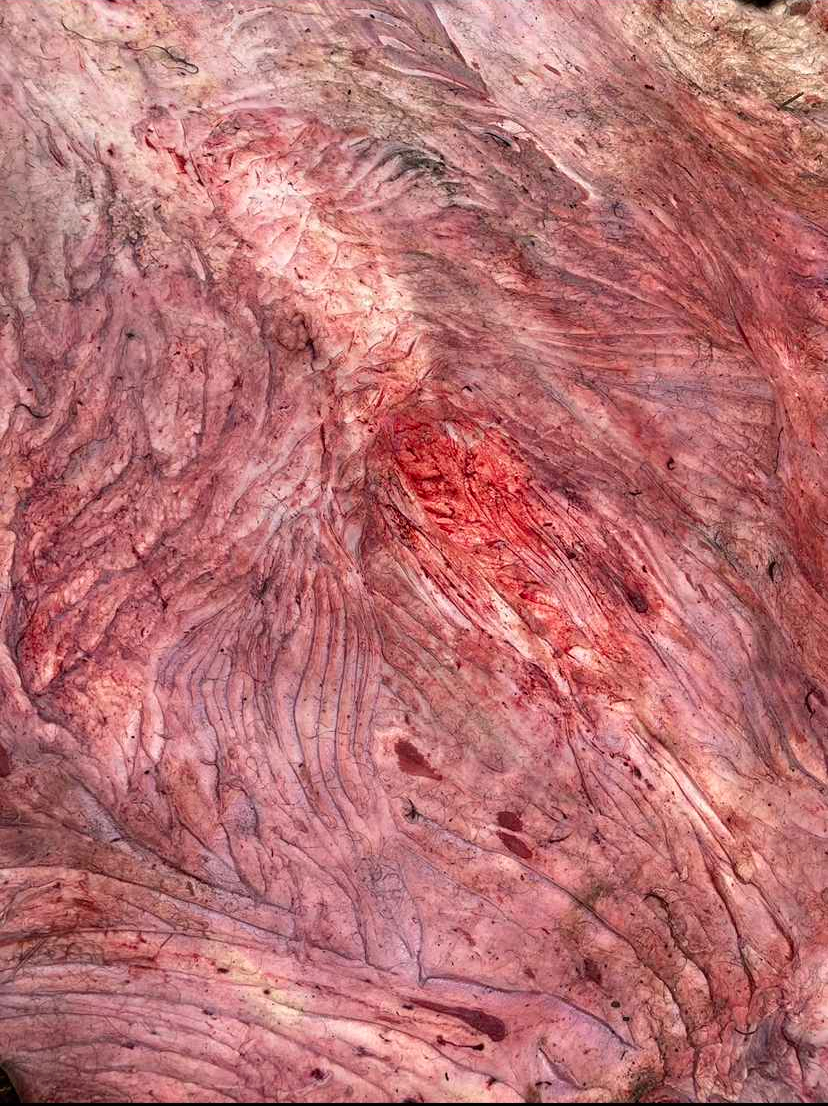 a closeup of a peiece of flesh that has been seperated from the outer layer of hair. it's texture contains woodgrain like patterns