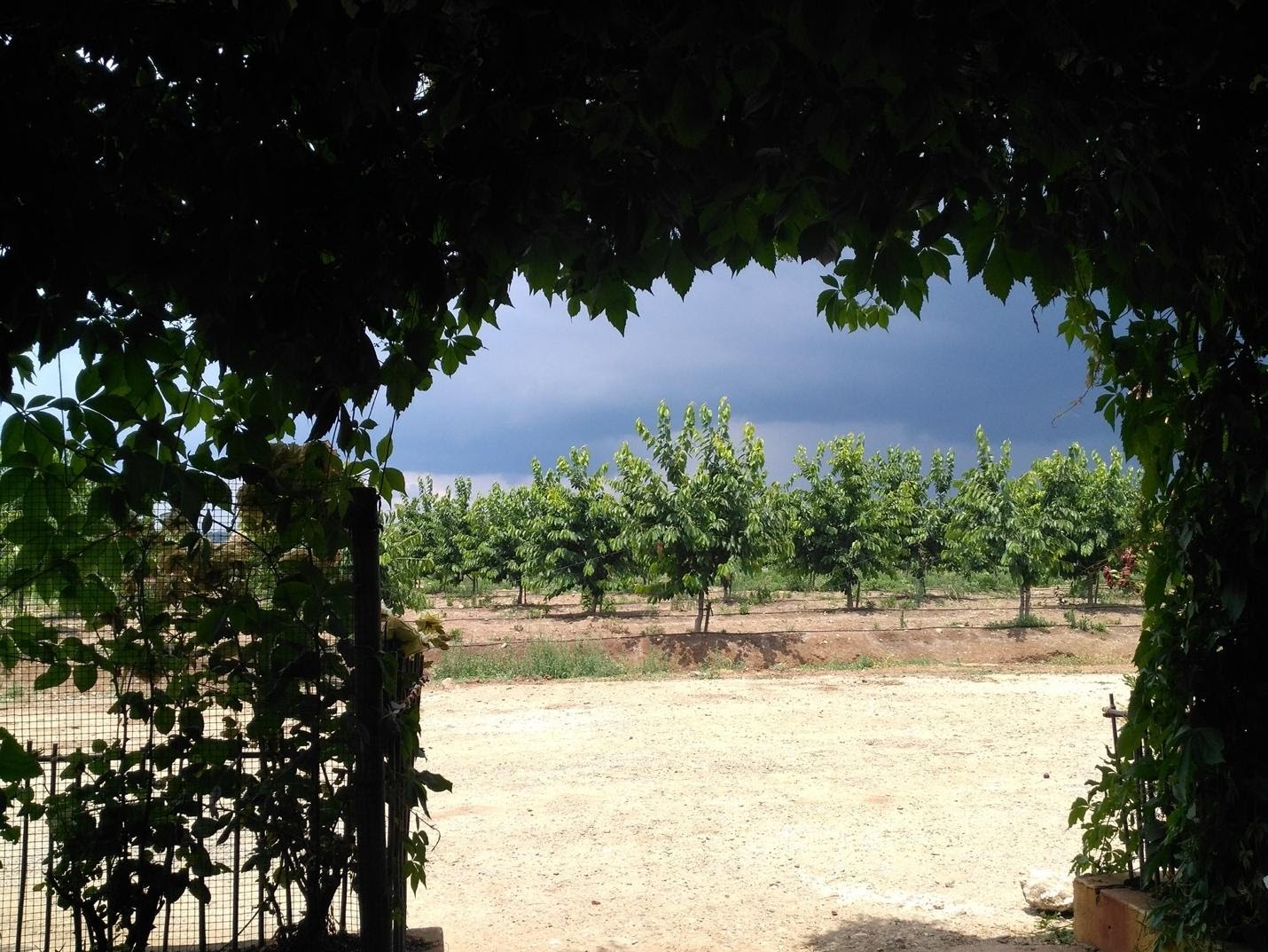 cherry orchard in the background visible partly through an arch of leaves in the foreground. the background is very dry and sunny looking however there are dark clouds in the sky signalling rain is coming