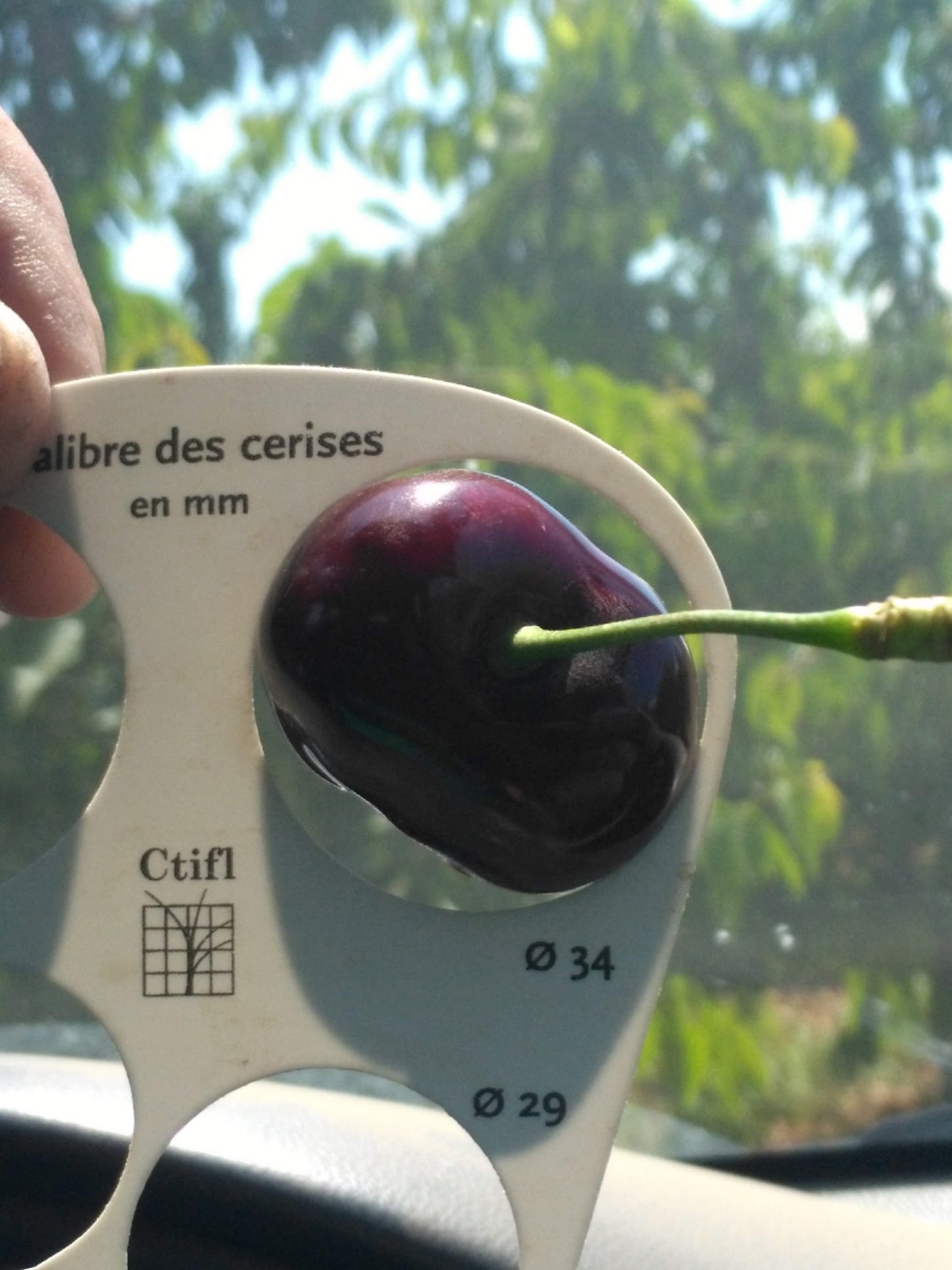 a flat plastic stencil/tool specific to measuring cherries. there are partly visible holes on the tool and the holes read 34 and 30 on two of them. on top of the tool reads “alibre des cerises en mm” and a company logo with the letters Ctifl. there is a single cherry inserted in a whole measuring 34 mm and the cherry fits in perfectly.