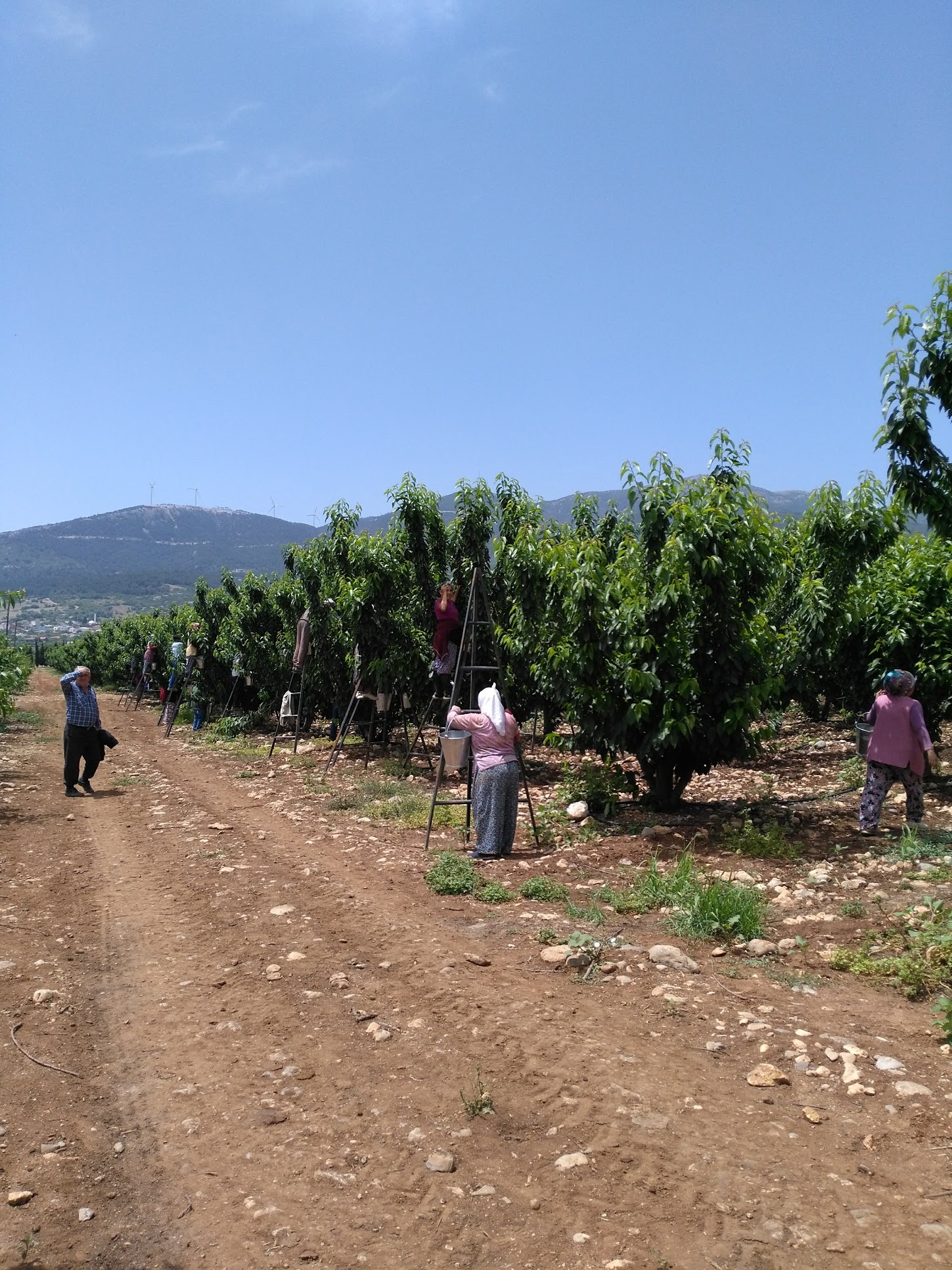 cherry trees being harvested in an orchard on a sunny dry day. there are one or two people per tree on six or seven trees. there are lots more trees in the back. each harvester has a ladder made from thin metal pipe, and metal buckets. each person is leaning into the tree to harvest.