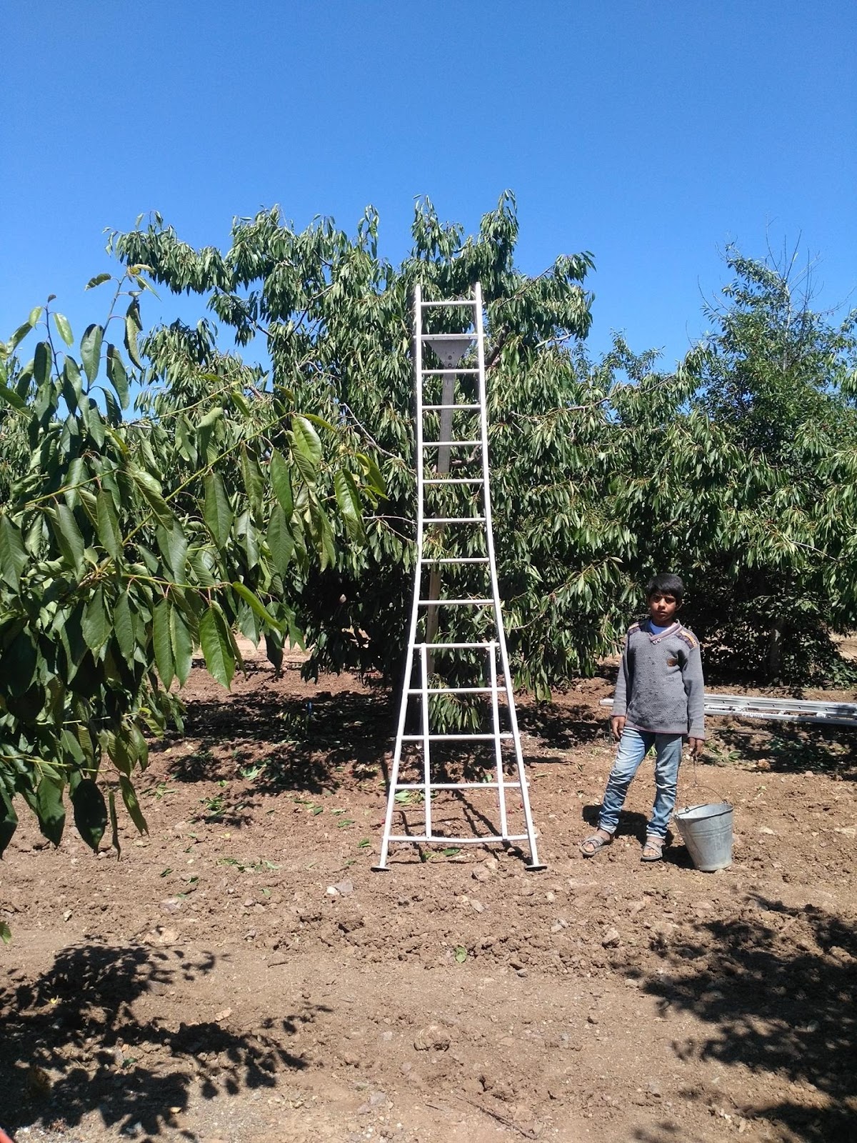 an elementary school age kid with a visible face, wearing long pants, shirt and sandals, holding a bucket for harvesting cherries standing next to a ladder three times their hight next to a cherry tree on a bright sunny day.