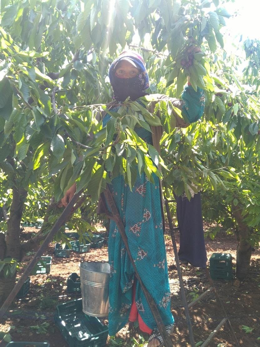 an elemantry school age kid wearing a long dress, head and mouth wrapped under fabric, looking at the camera. they are standing on a ladder harvestin cheries from a tree