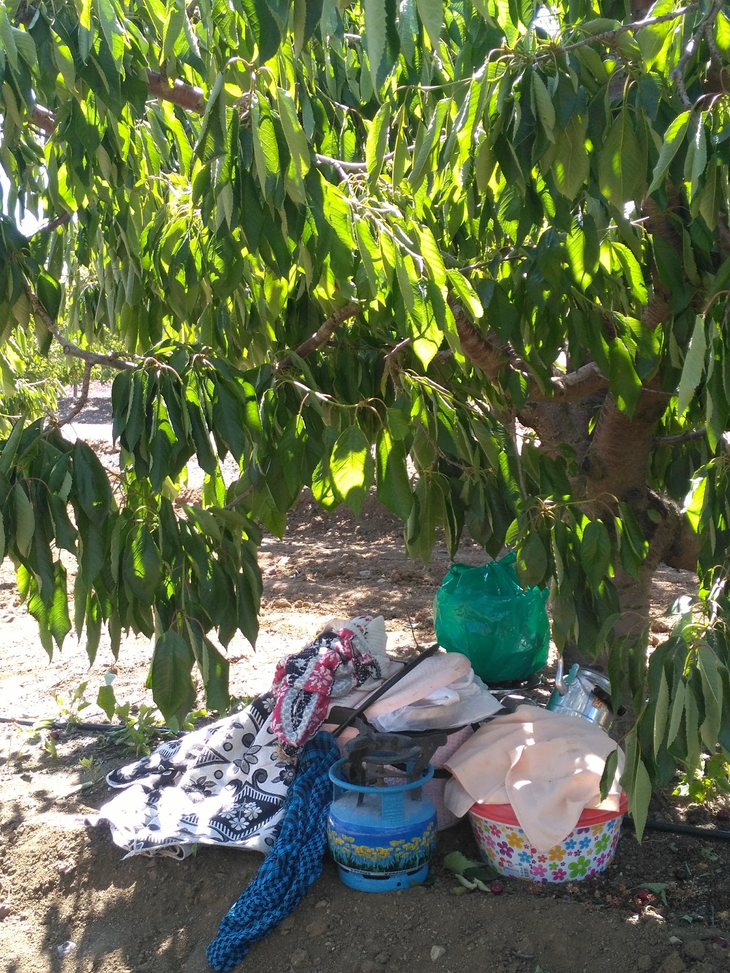 a pile of full plastic bags and cloths covering vessels, and a small cooking stove attached to a propane tank in the foreground, shaded by the cherry trees in the background.