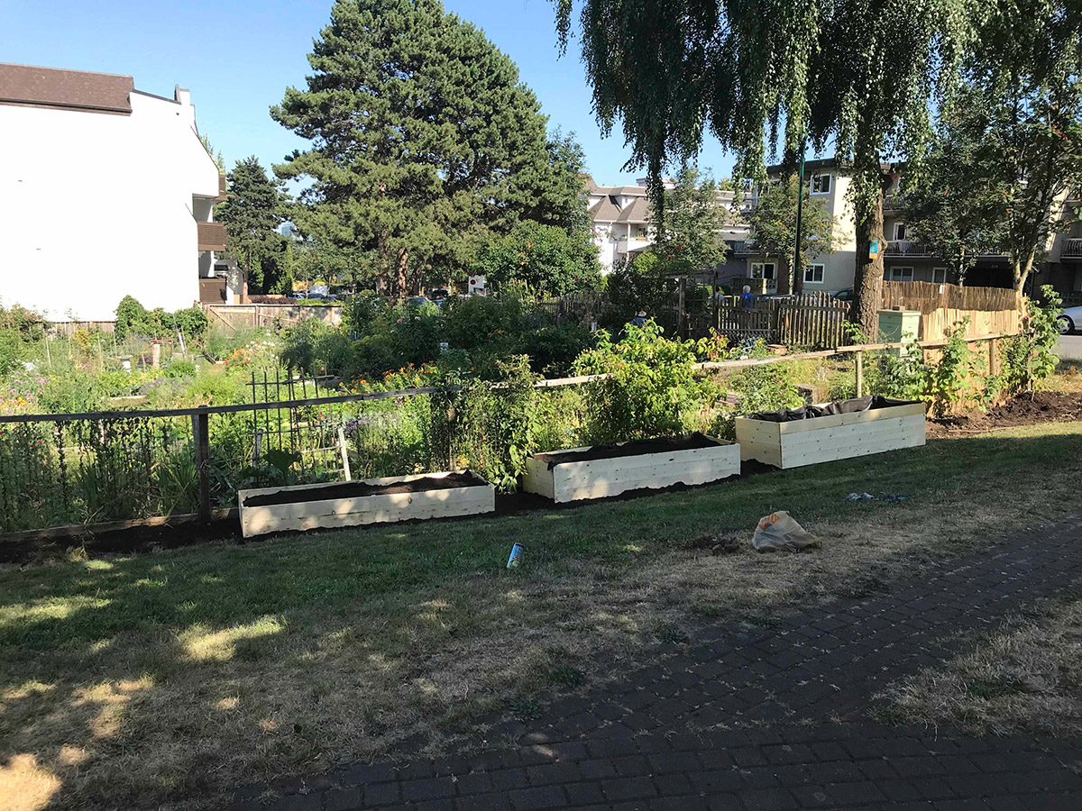 fence and three raised garden beds in the foreground. the rest of the community garden is visible in the back, with two large trees shading parts of the garden
