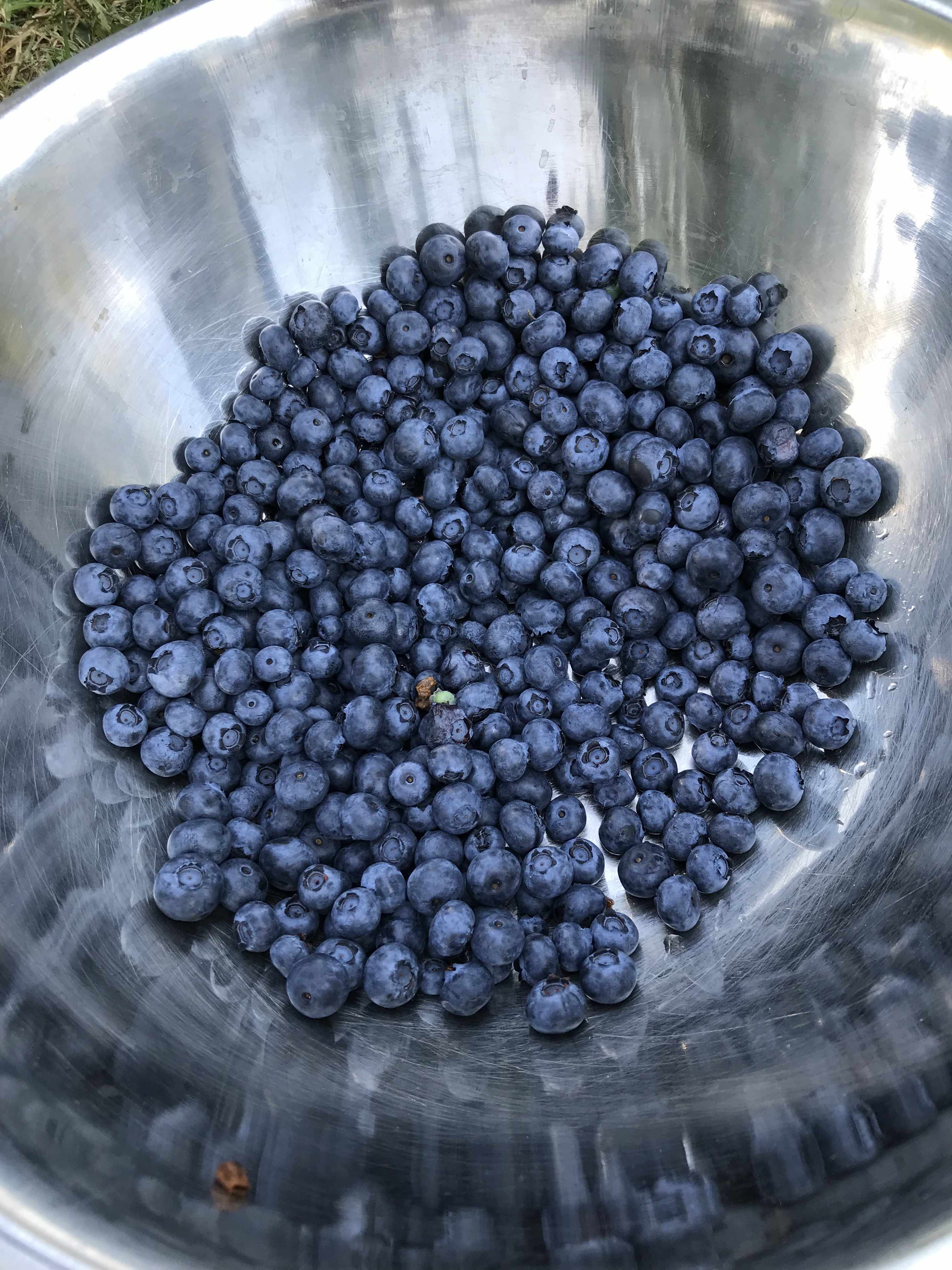 closeup of a bowl of blueberries
