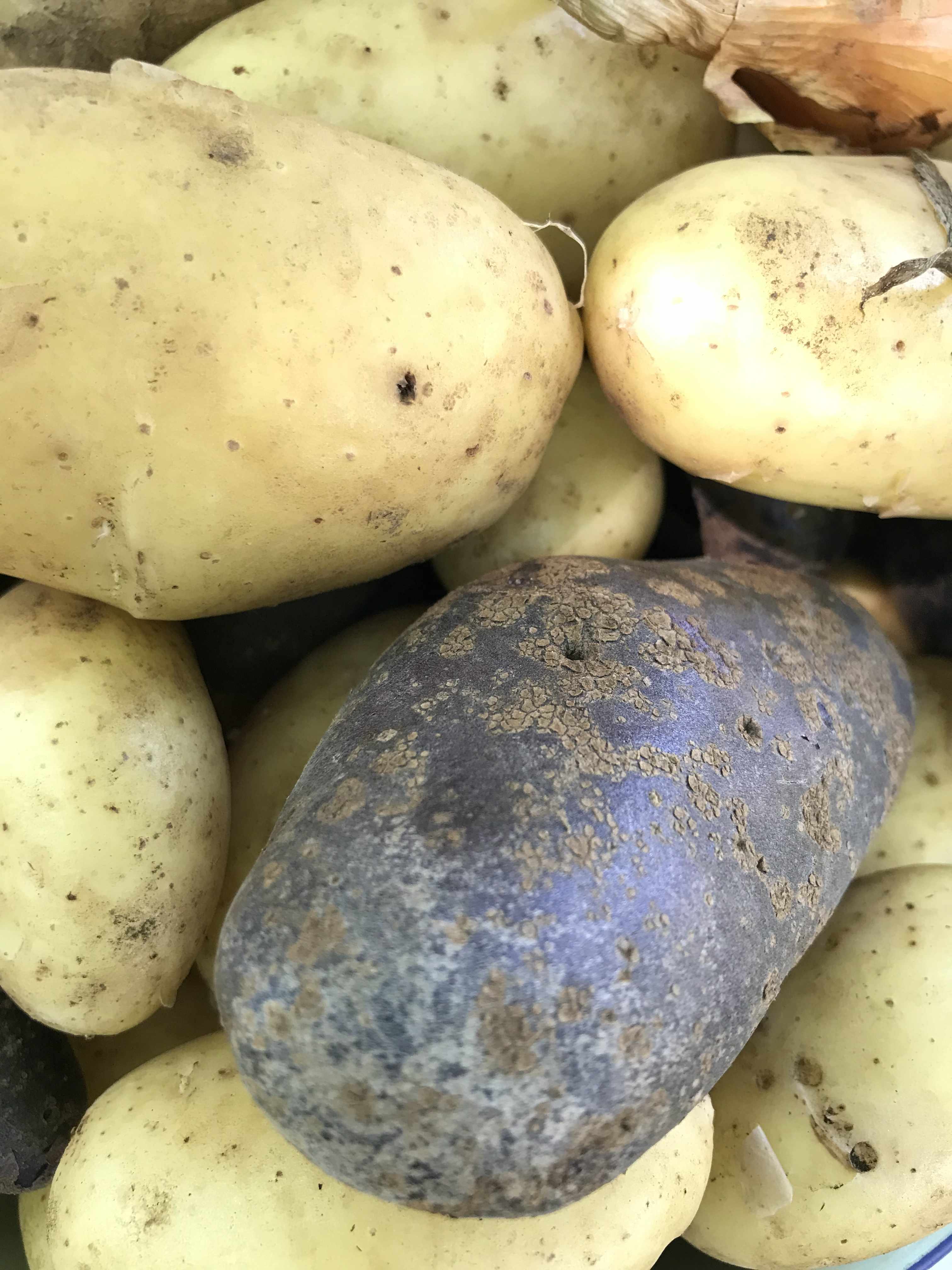 close up of yellow and purple potatoes. they are young potatoes and look very fresh with some dirt on them
