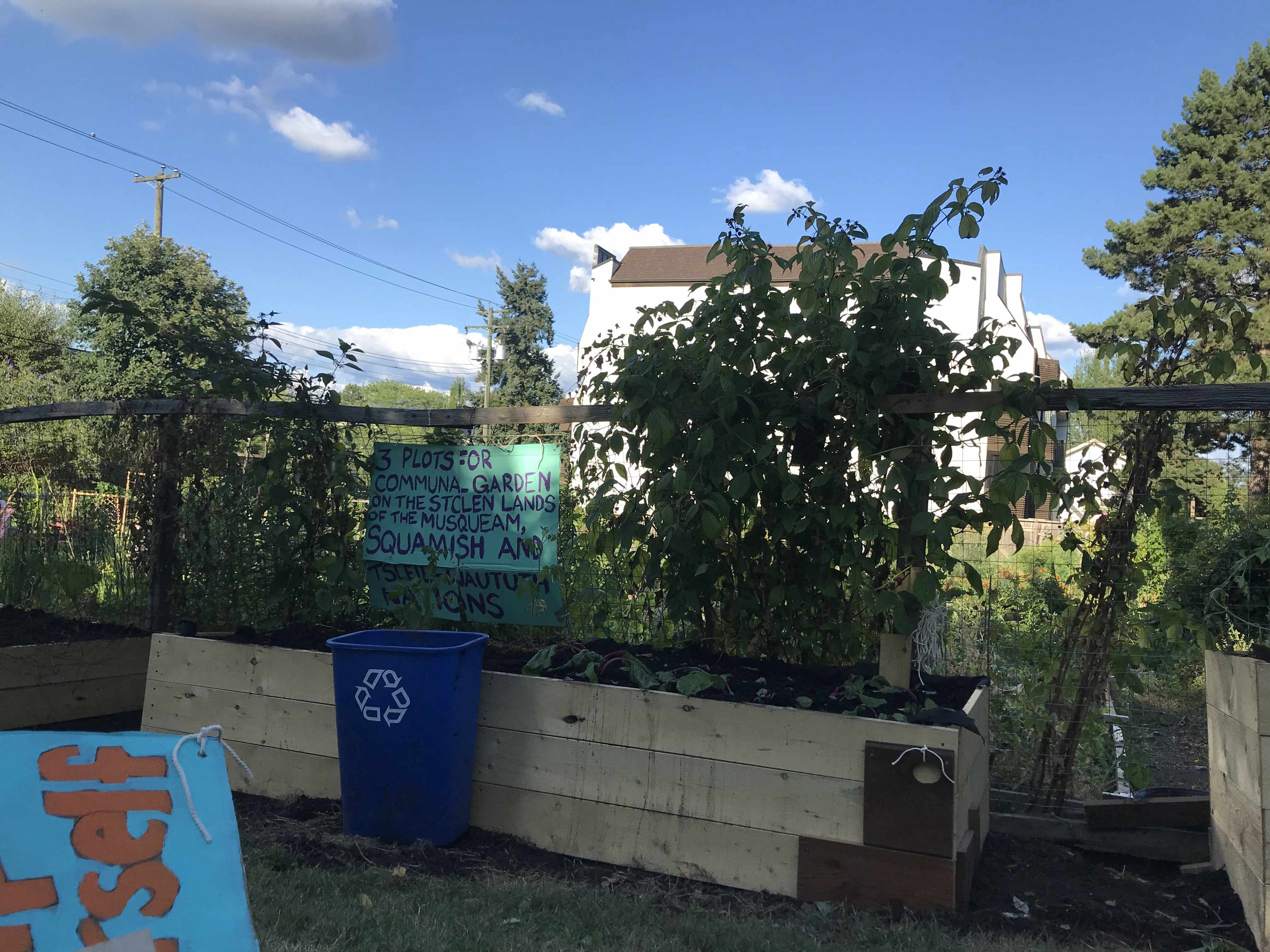 raised garden bed with  young plants growing inside them. there is a hand painted sign that reads “3 plots for communal garden on the stolen lands of the Musqueam, Squamish and Tsleil-Waututh nations. clouds and clear sky patches behind in the background