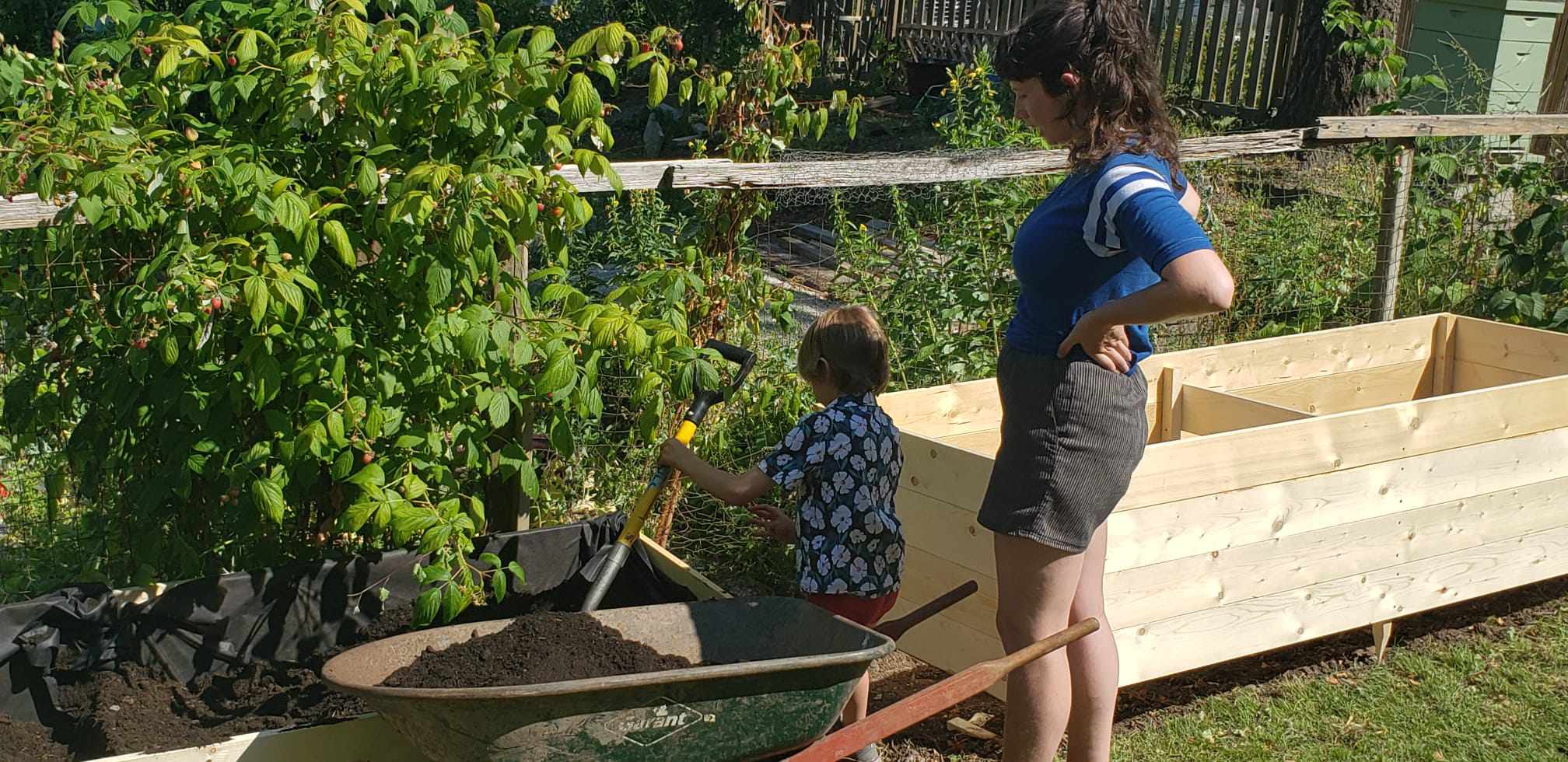 a young kindergarten aged child with a shovel being watched by an adult behind them. the child is shoveling soil into the garden beds. there are raspberrie bushes twice the childs hight around the fence and the raised beds.