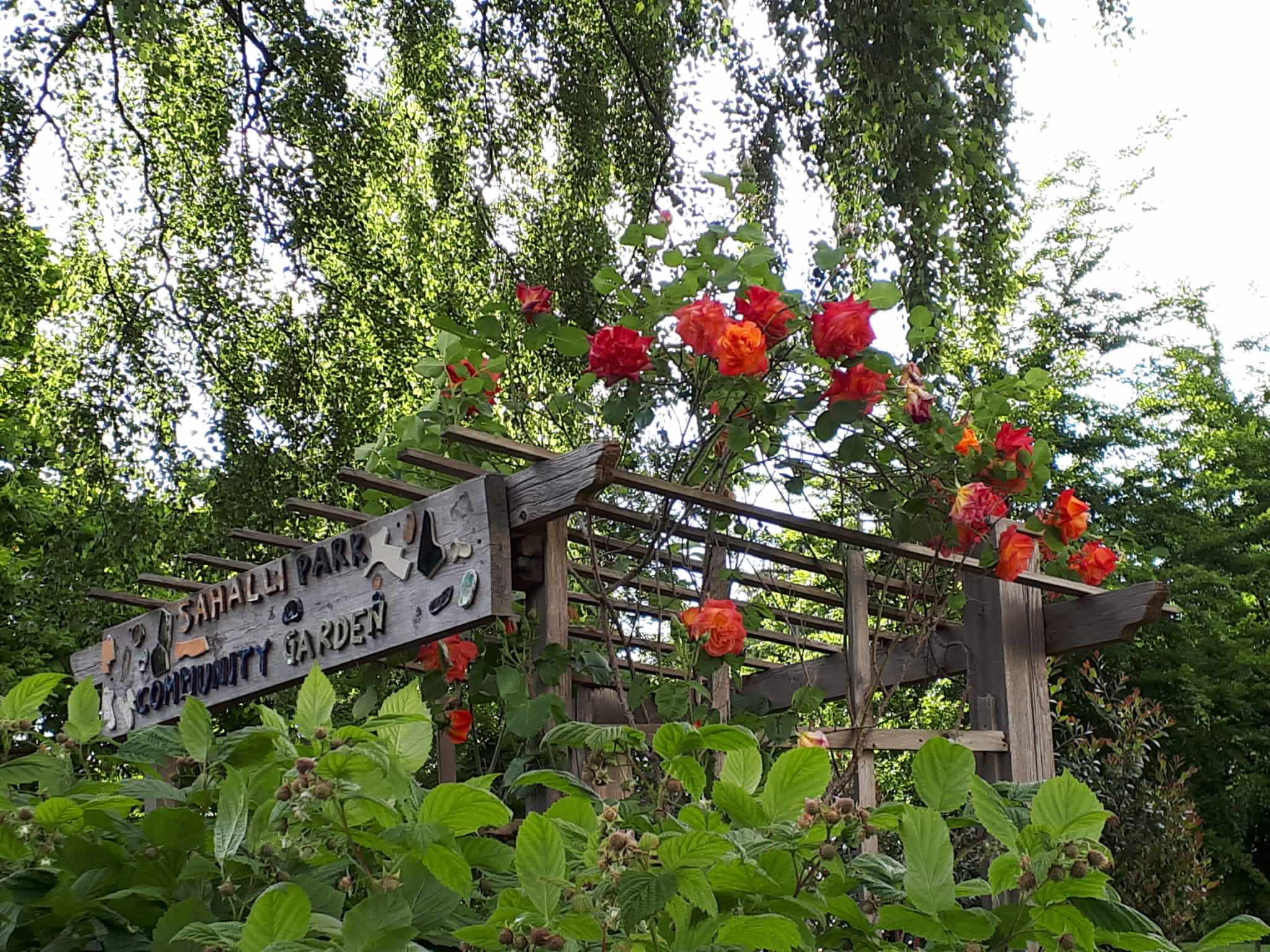 sign made of ceramics on top of a gate that reads “sahalli park community garden” with small blobs of glazed ceramic around the lettering. there is a trailing rose growing next to the sign, with a dozen palm size blooms.  under the sign on its right are raspberry bushes.