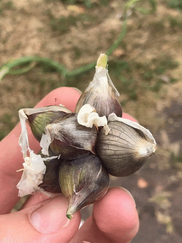 a hand showing a formation of onion bulbs from the walking onion flowers. the image moves revealing the eight pointed star shape of the bulblet. 
