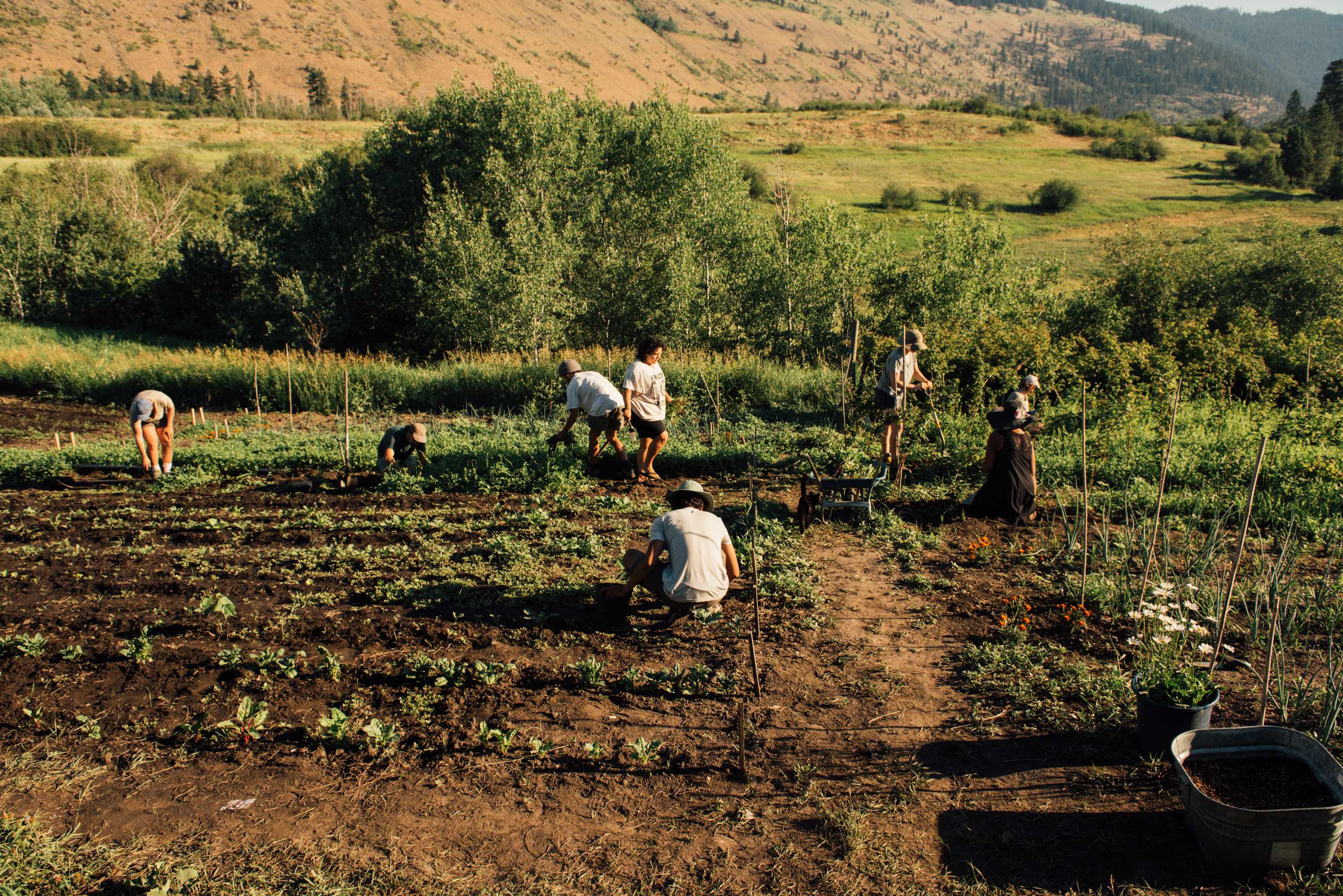 seven people working in a garden plot in a large open landscape of rolling hills and trees