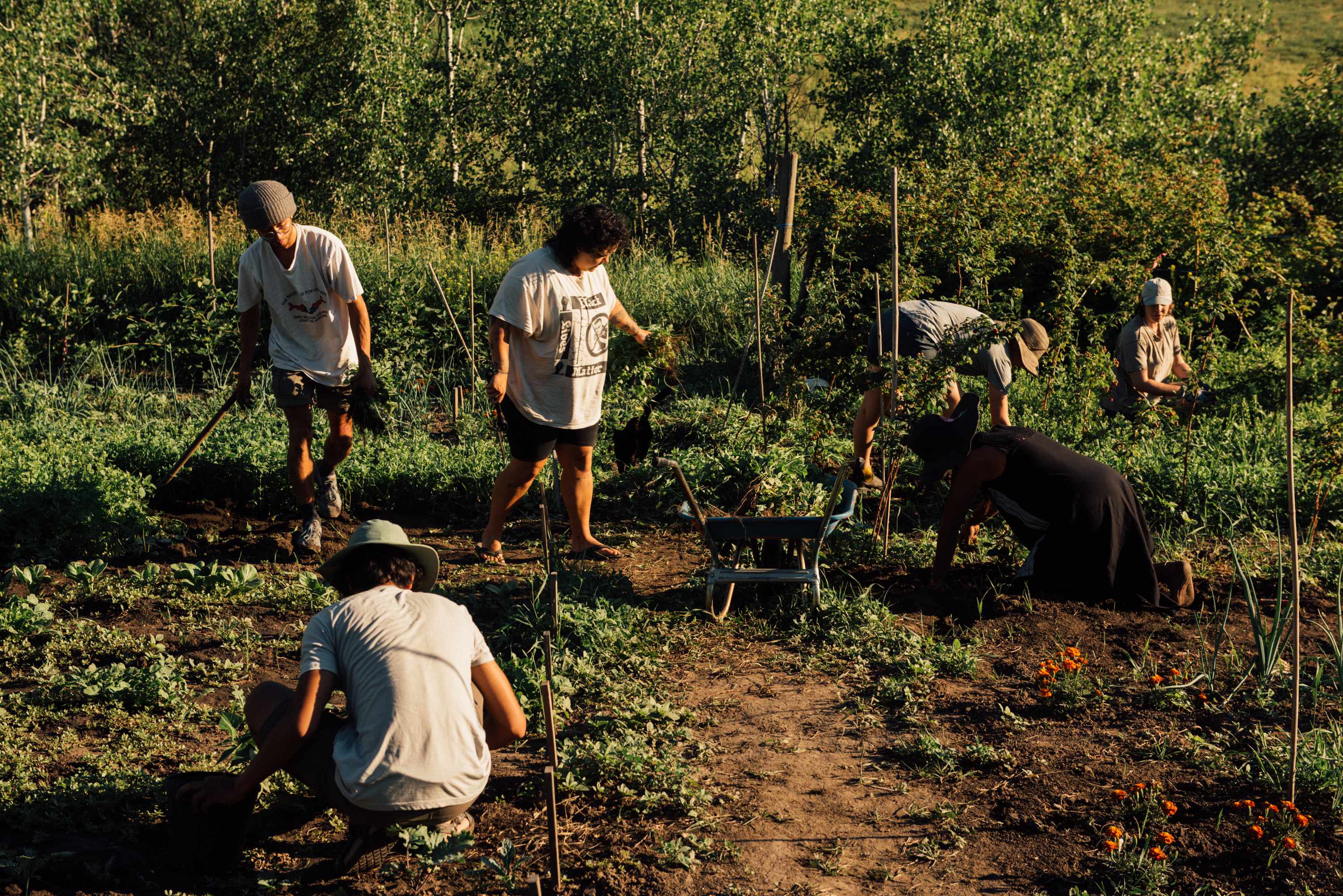 six people engaged in various tasks in a garden plot
