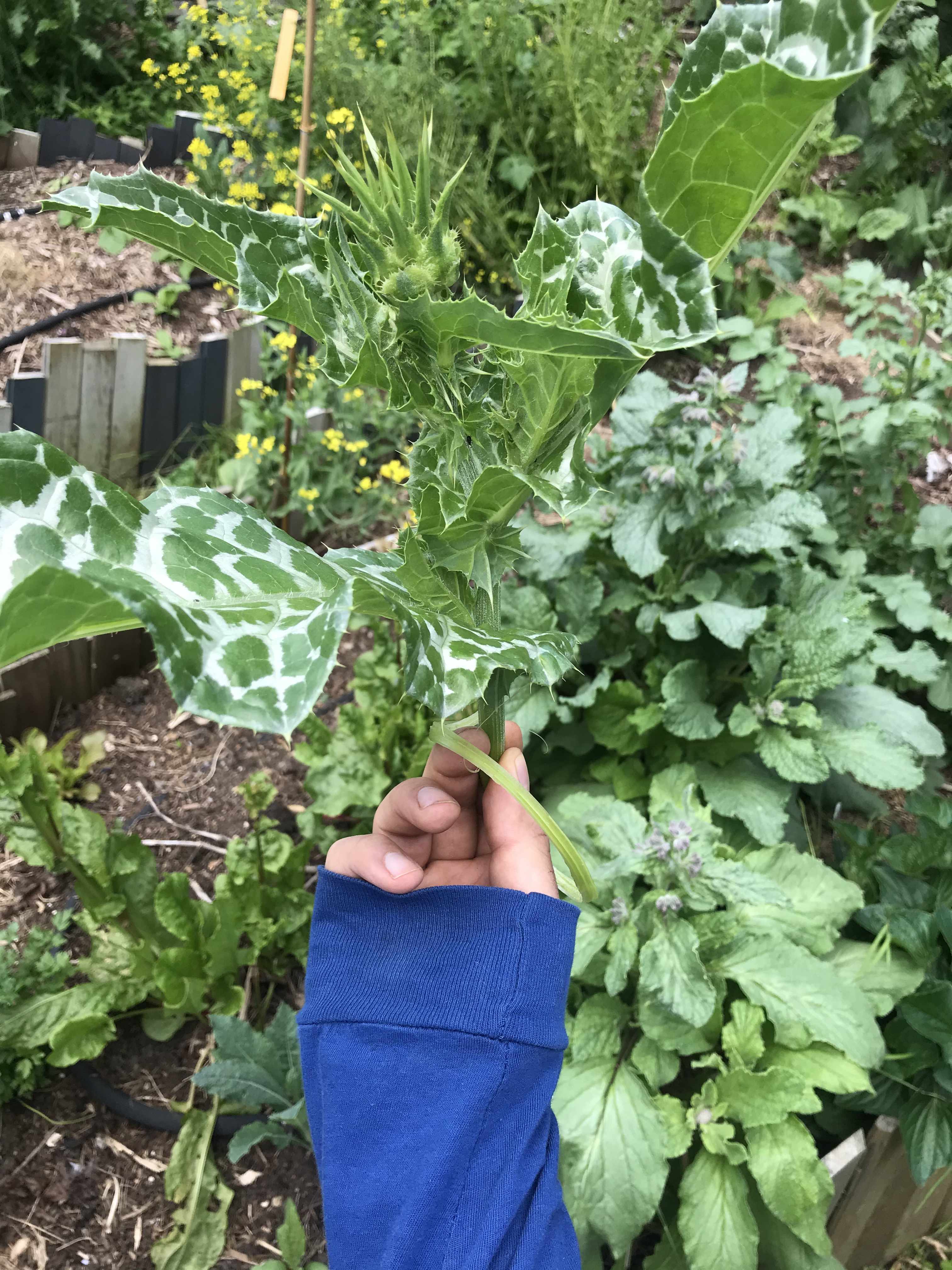 a hand touching the leaves of a very prickly milk thistle plant about to bloom
