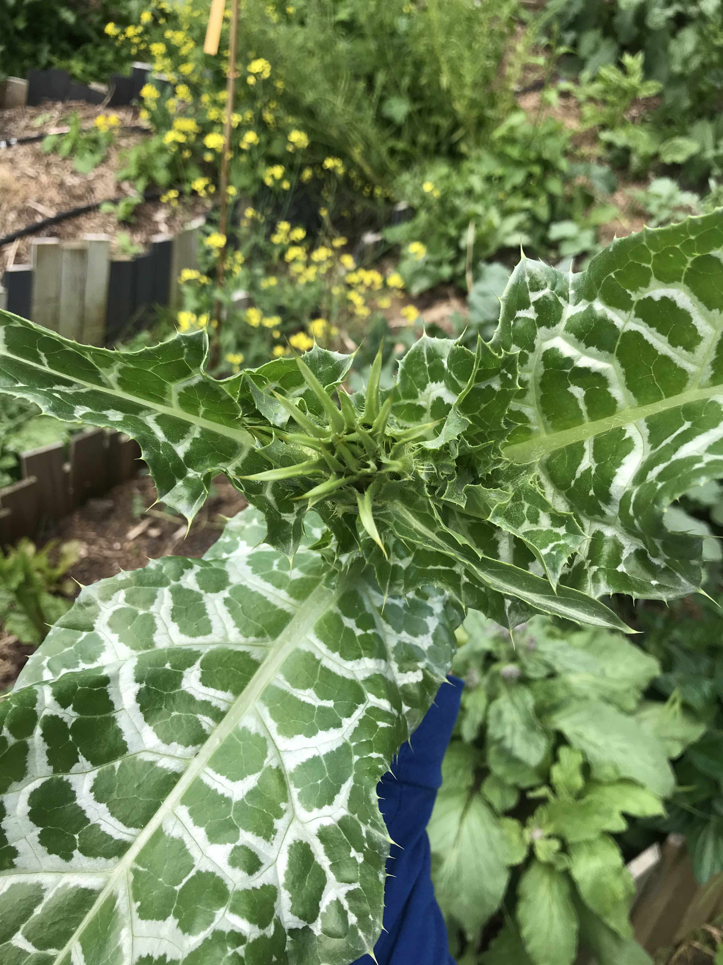 close up of milk thistle plant, forearm length leafs that are wide and very prickly on the edges. the plant is forming a flower bud at the top