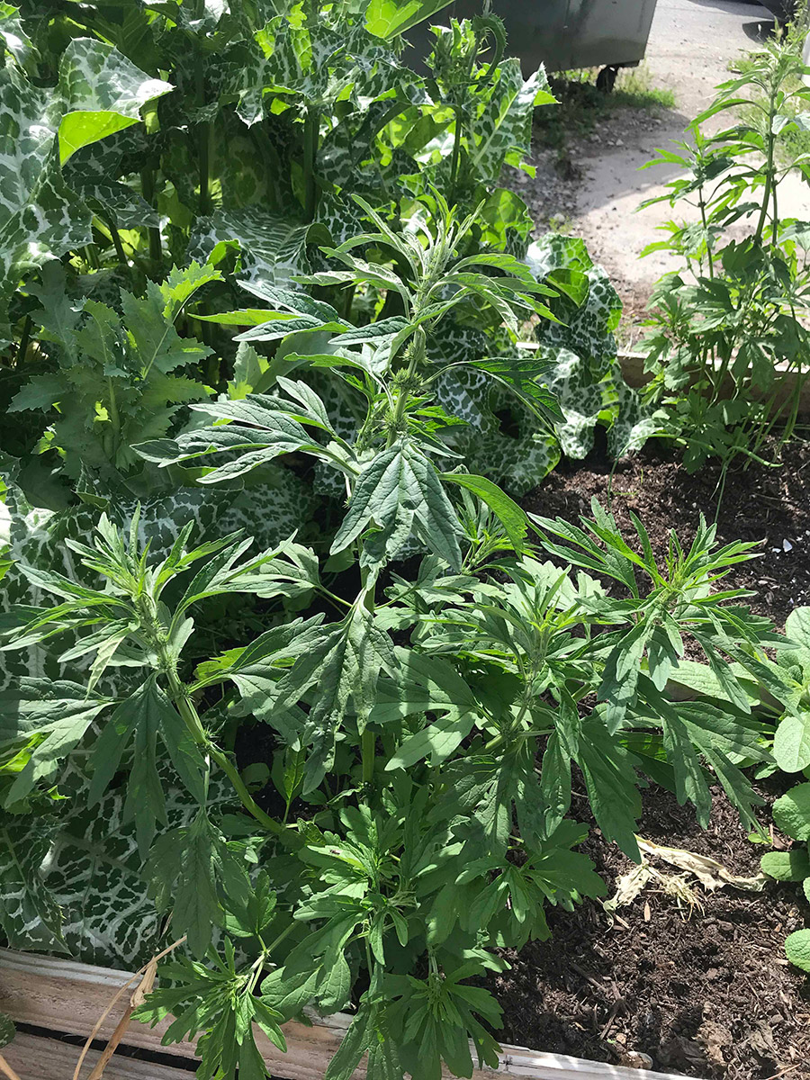 mugwort plant growing in a raised bed, delicate finge hand shaped leaves on a tall stem growing in a small cluster