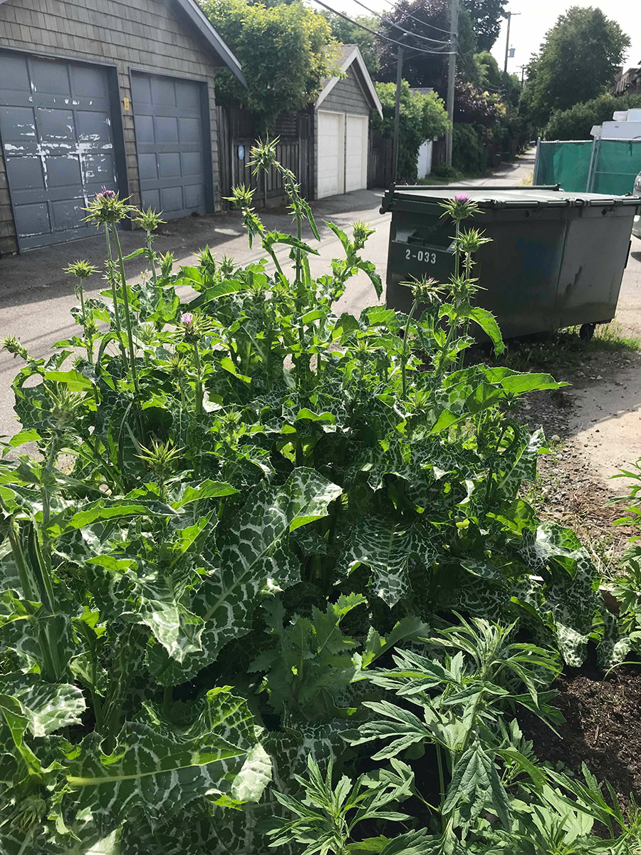 medicinal plants growing in a new garden bed constructed in an alleyway
