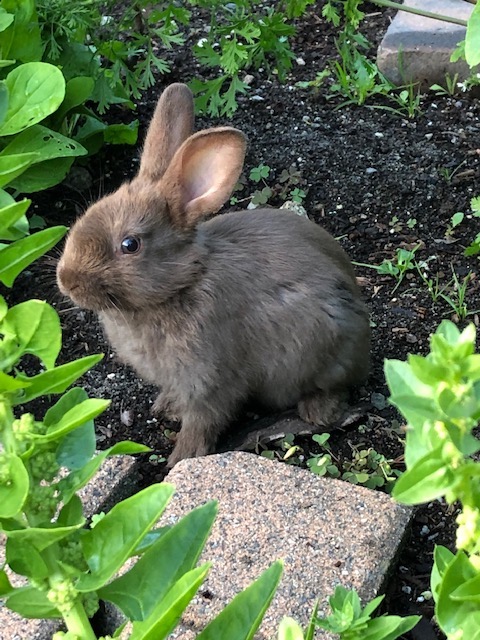a beautiful brownish grey bunny rabbit looking directly at the camera in side profile. It has short ears and seems quite comfortable in the garden patch