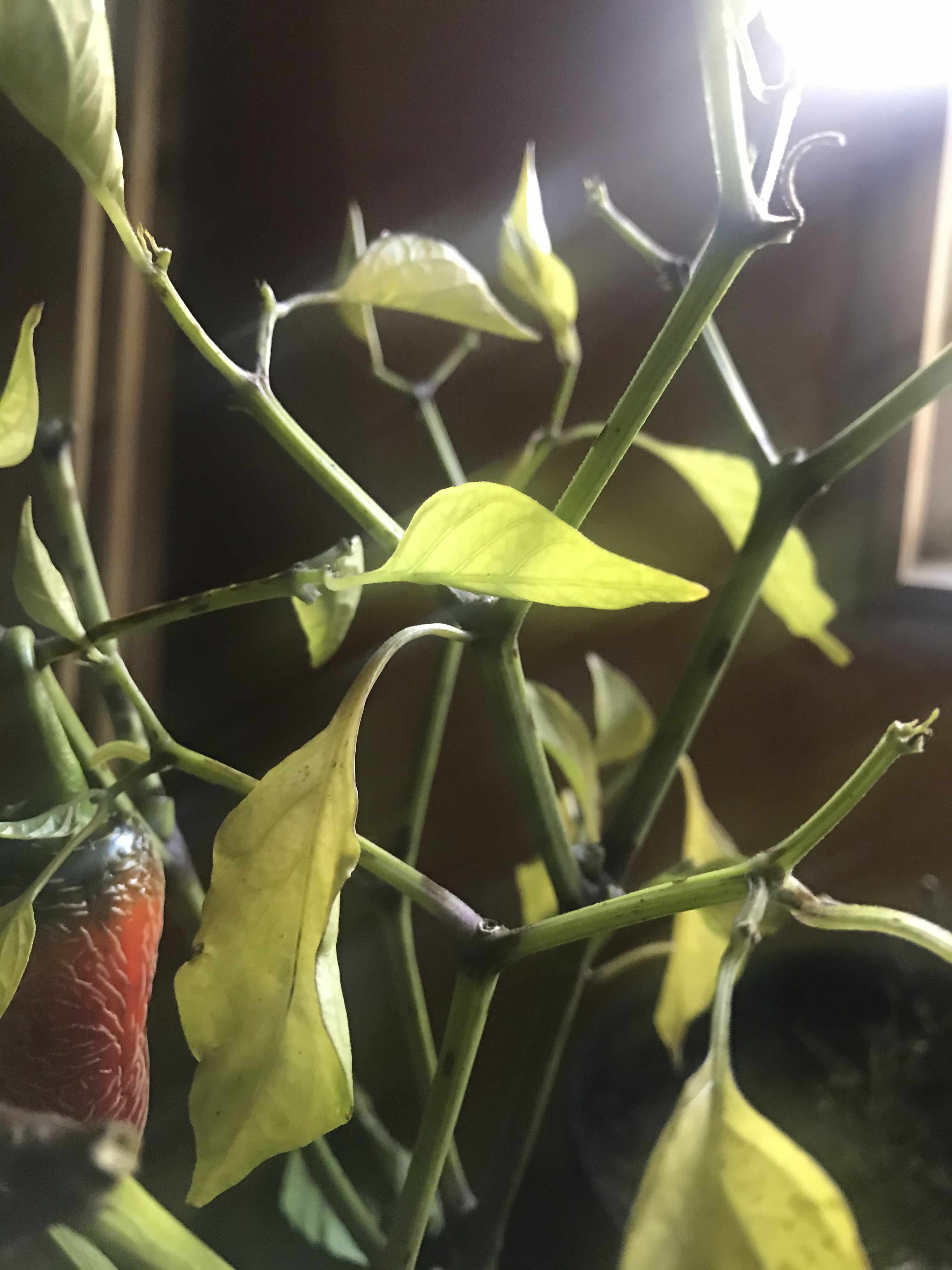 A close up image of pepper leaves soaking up sunlight. In the corner, a red pepper can be seen