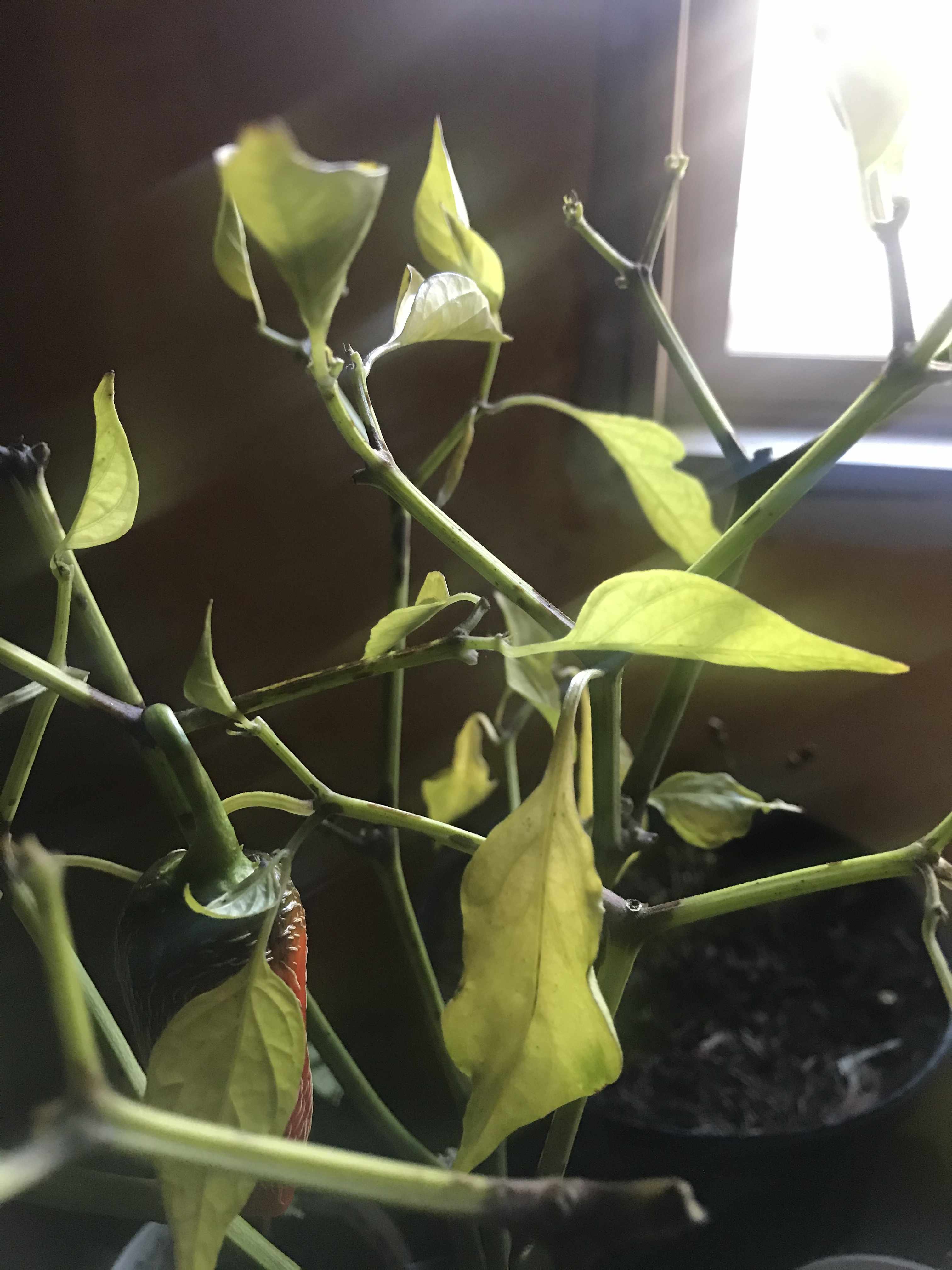 A similar image of the pepper plant emersed in sunlight, ten leaves and one pepper