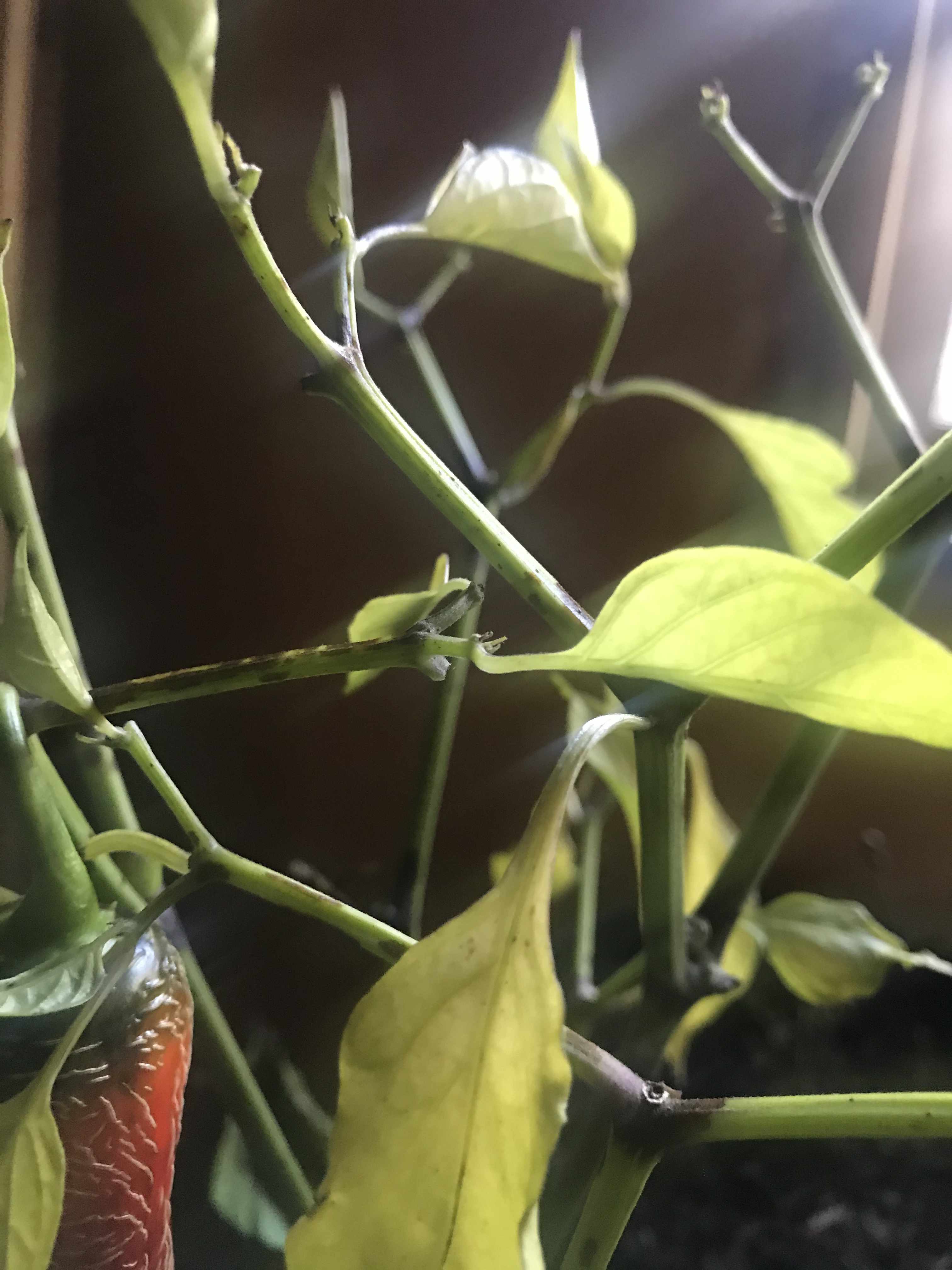 An even closer image of the pepper plant, highlighting the health of the leaves and the wrinkled skin of the red pepper