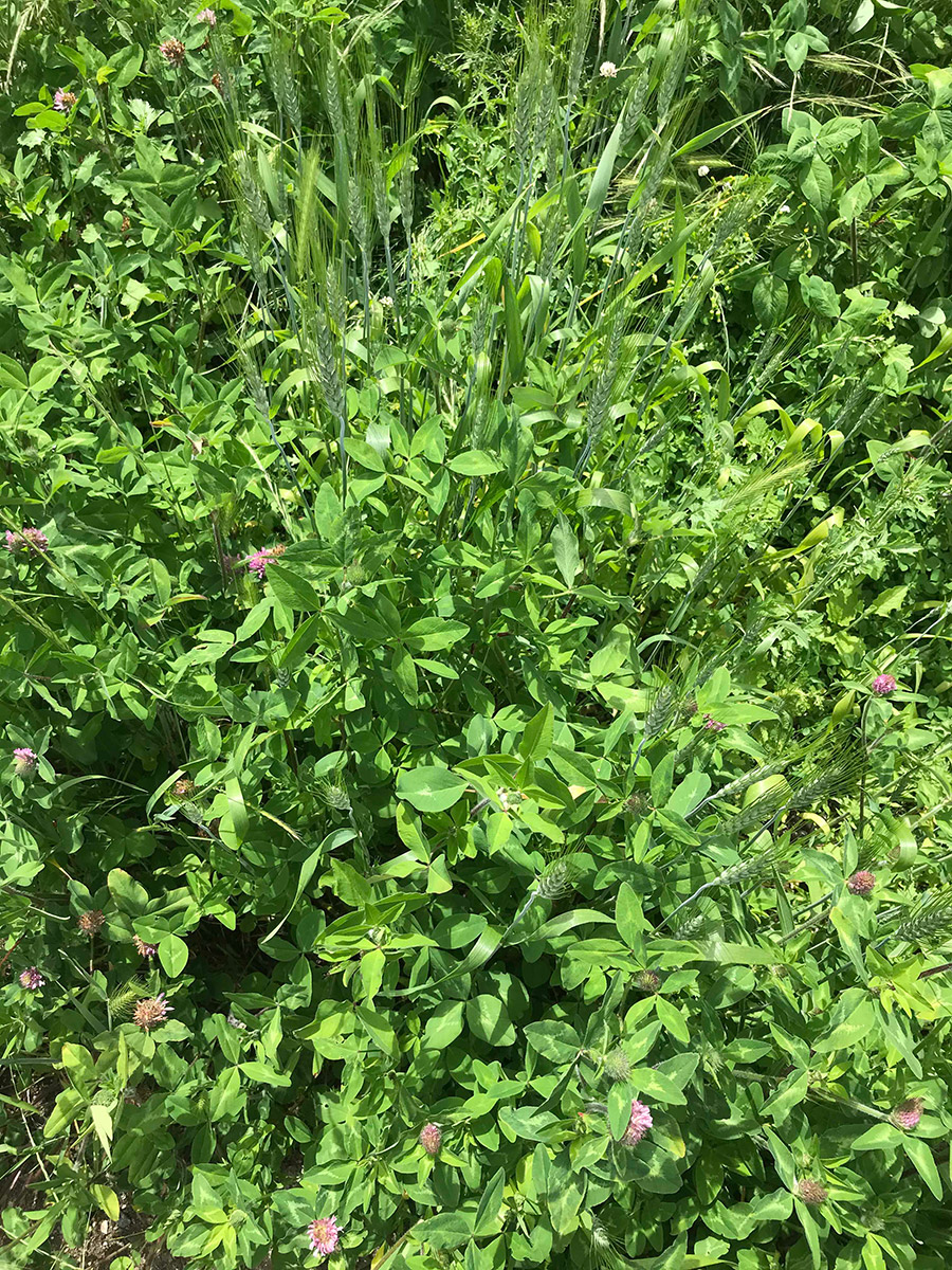 A green patch covered in plants, mostly wheat and clover