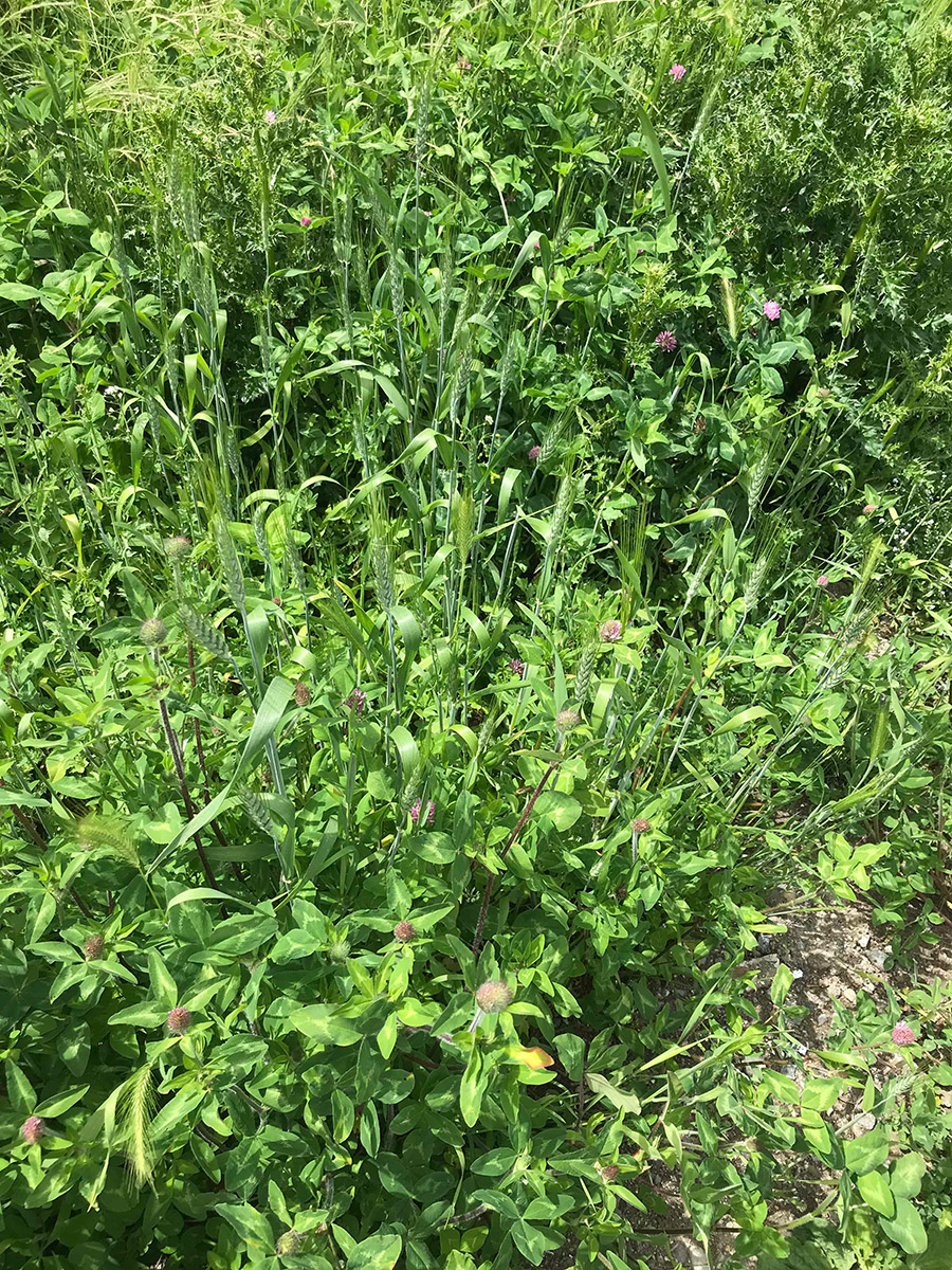 A similar patch nearby to the previous photo with more clover and wheat