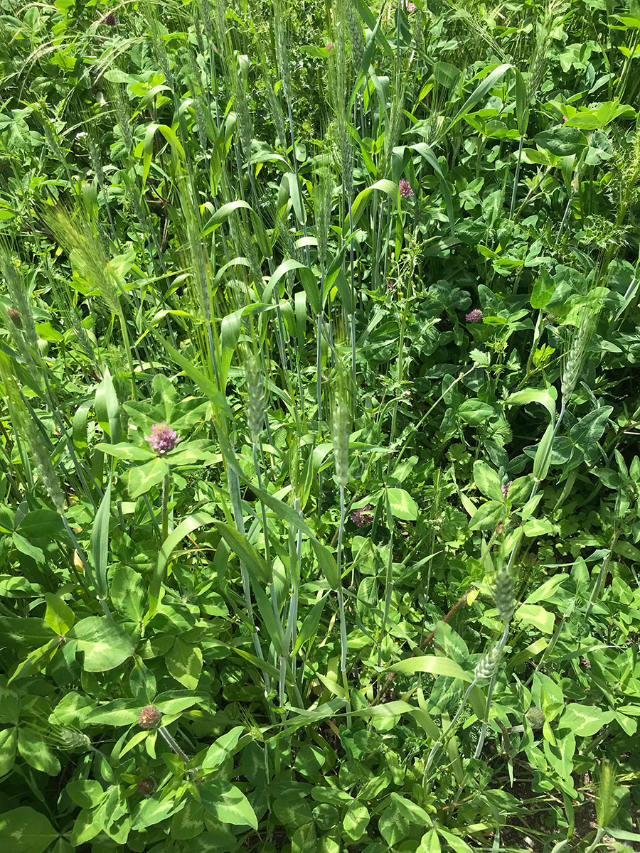 A closer photo of the wheat, details of the stalk and leaves are more visible