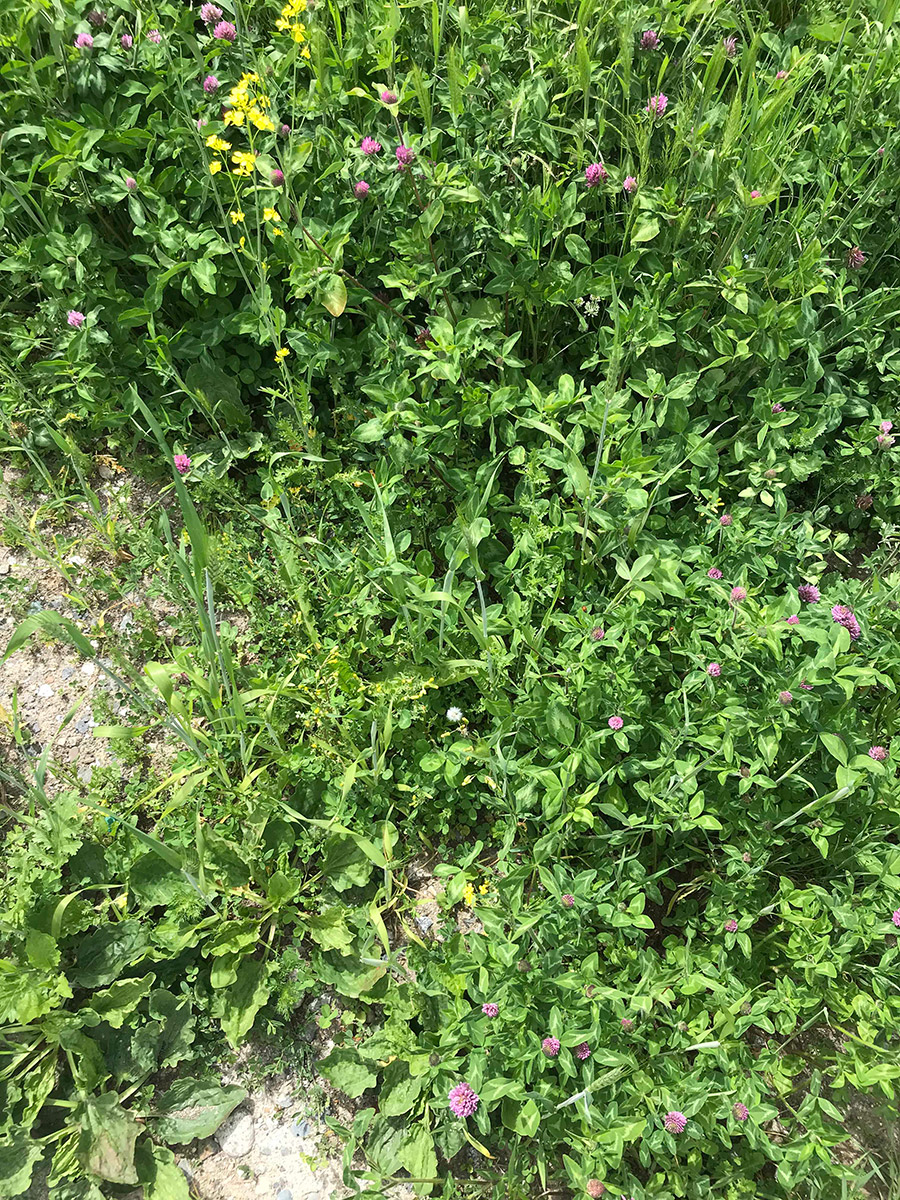 Another patch nearby the previous photos with fewer green spots and bare rock visible. yellow flowers and purple clovers can be seen