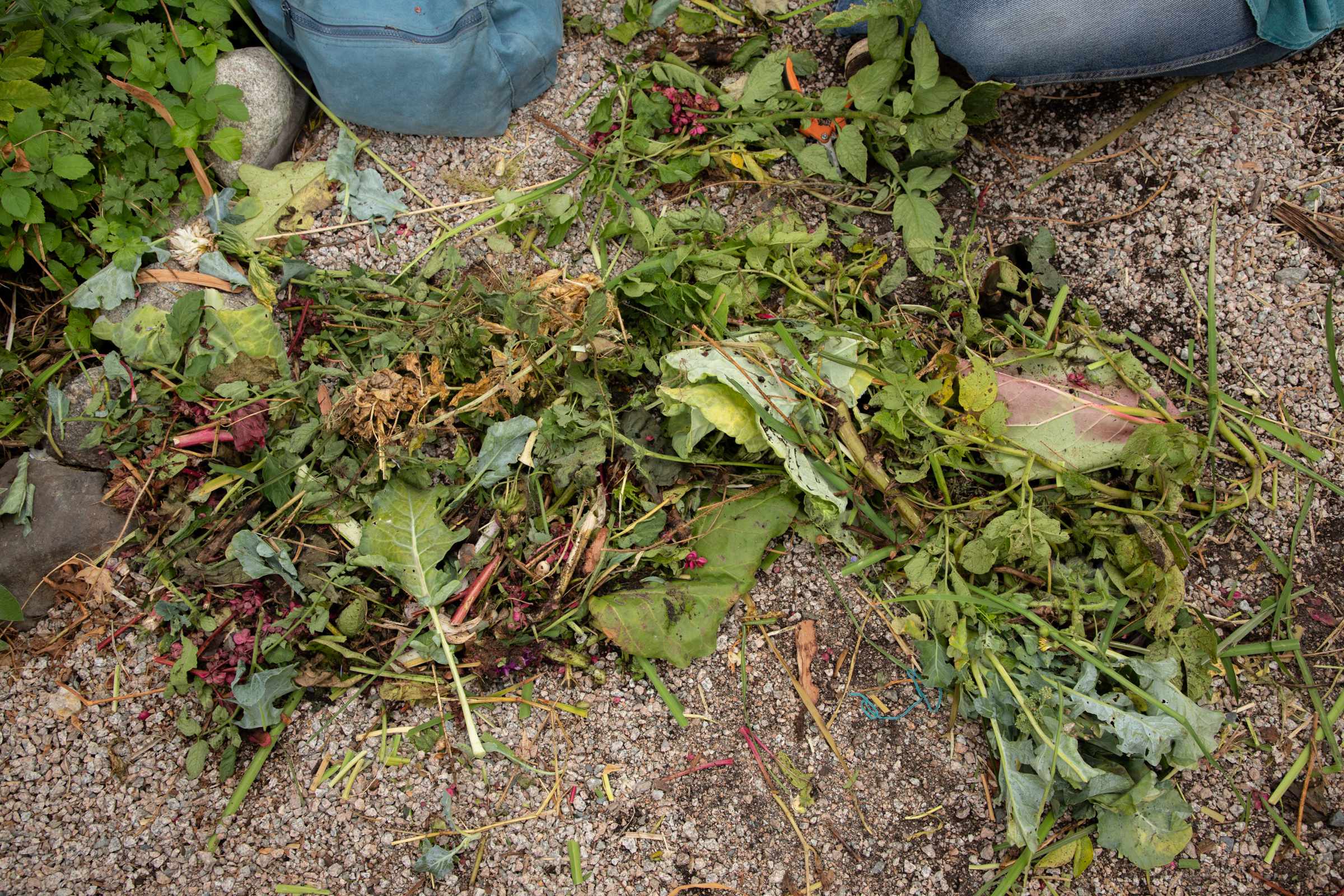 tips of various plants and vegatables lie in the pathways of the garden, beside a blue backpack in the upper left hand corner