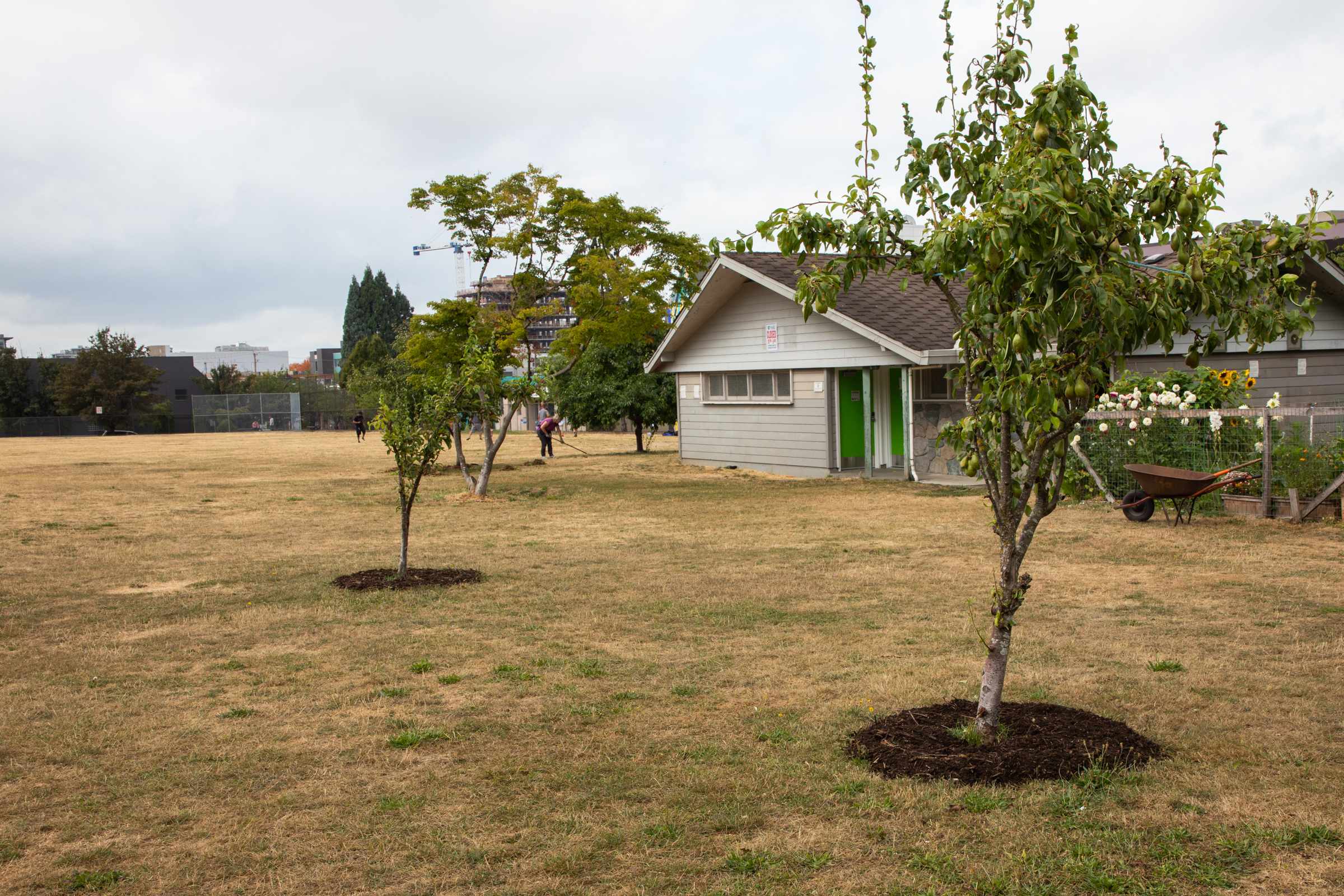 two trees along the border of elisabeth rogers garden with freshly turned and fertalizer filled soil around the base of the trunk