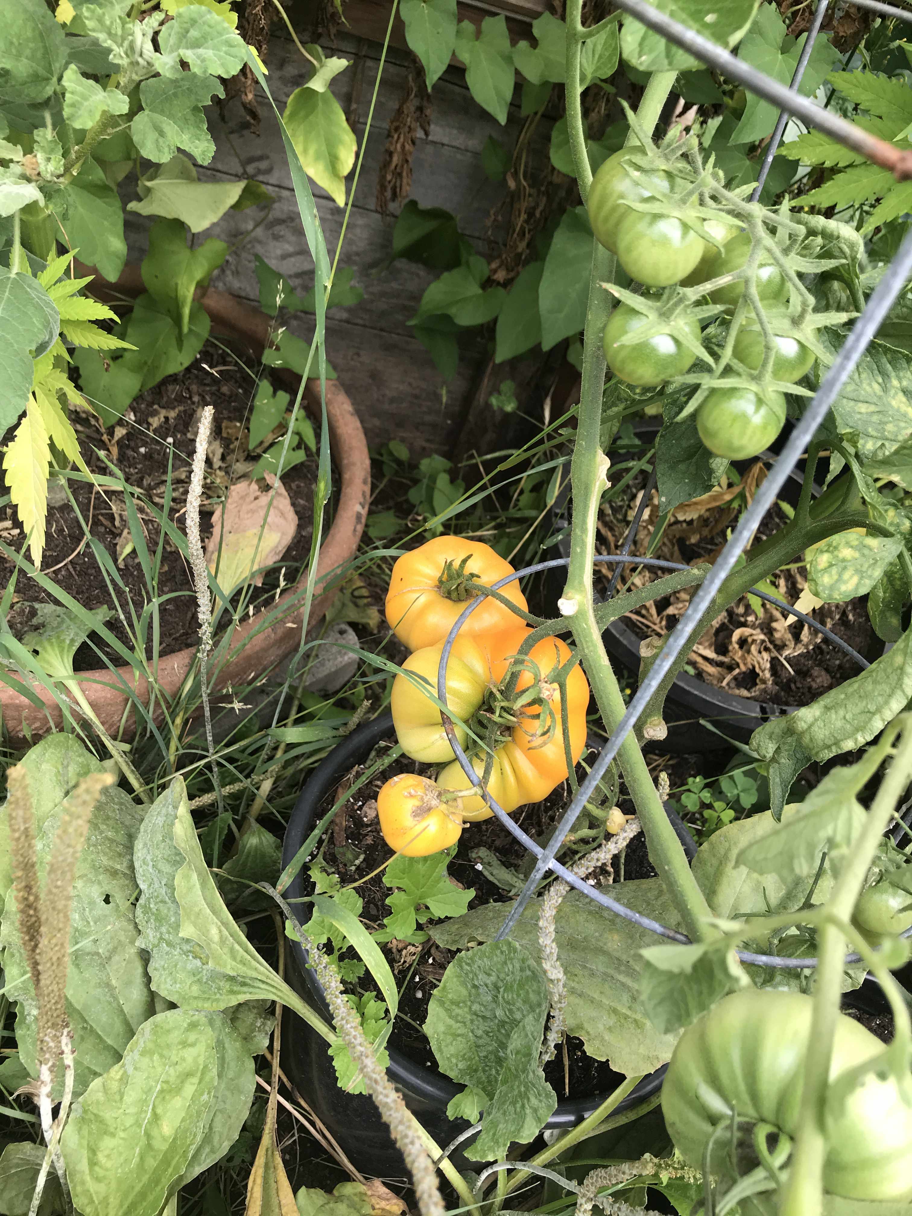 various kinds of tomatoes at different stages of growth nestled in between leafy greens growing on the vine