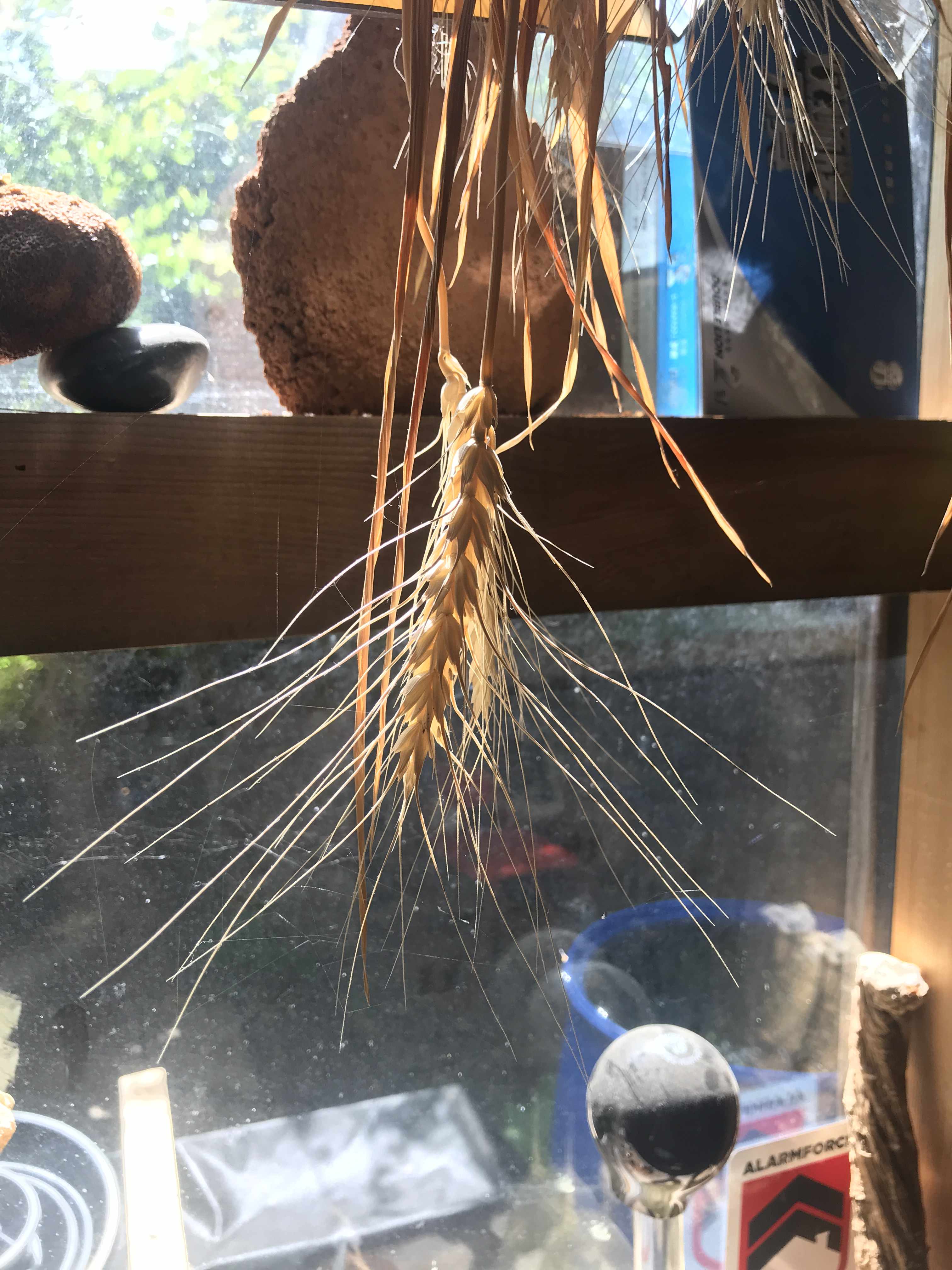 a view from inside the garden studio lookingoutside the window, focussing mainly on a single stalk of wheat